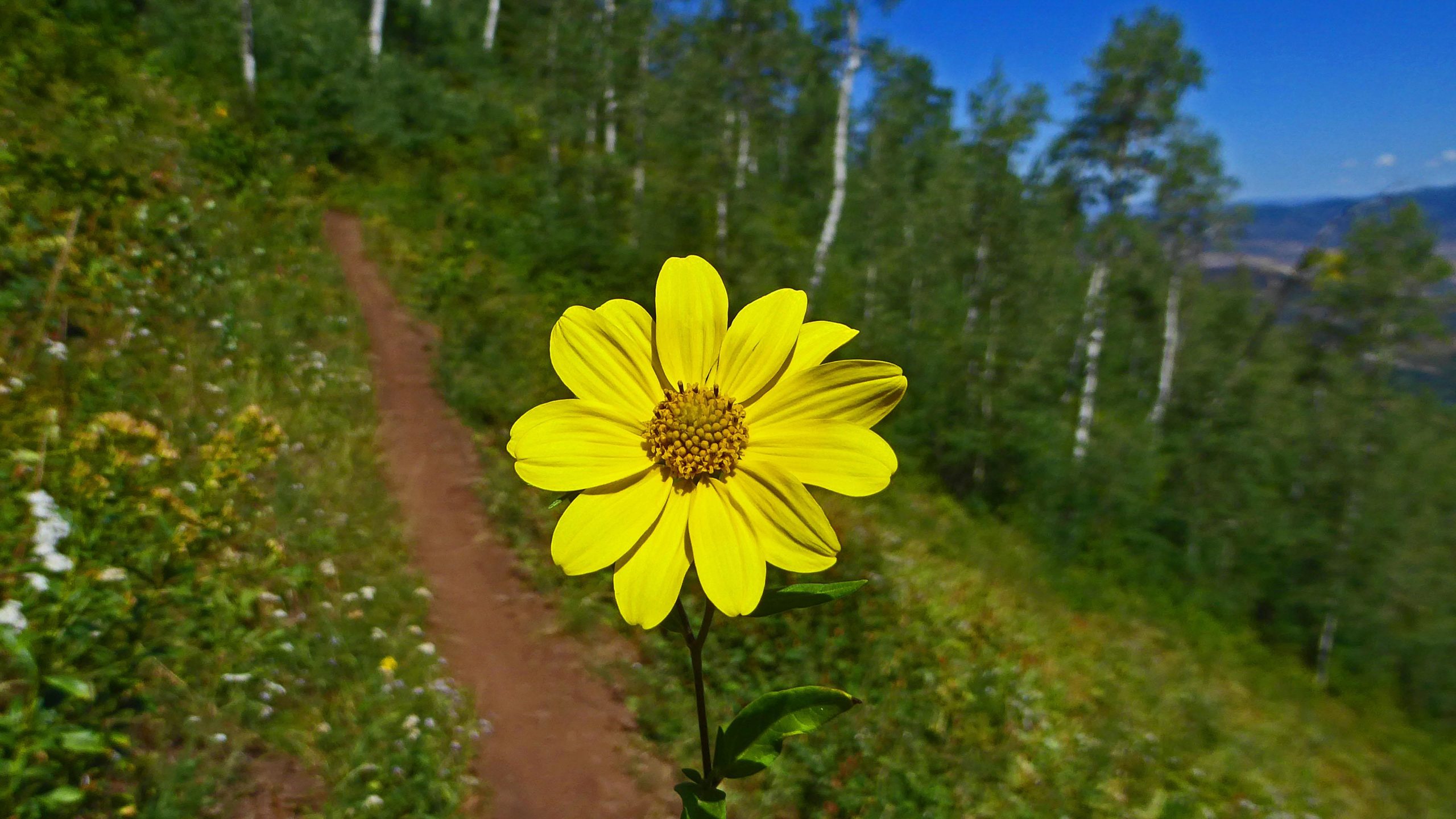 A bright yellow flower in focus, standing alone against a blurred background of a winding dirt path and green foliage in a forested area. The flower has multiple petals surrounding a central cluster of small brown seeds, with tall trees visible in the distance under a clear blue sky. Mid Mountain mountain bike trail.