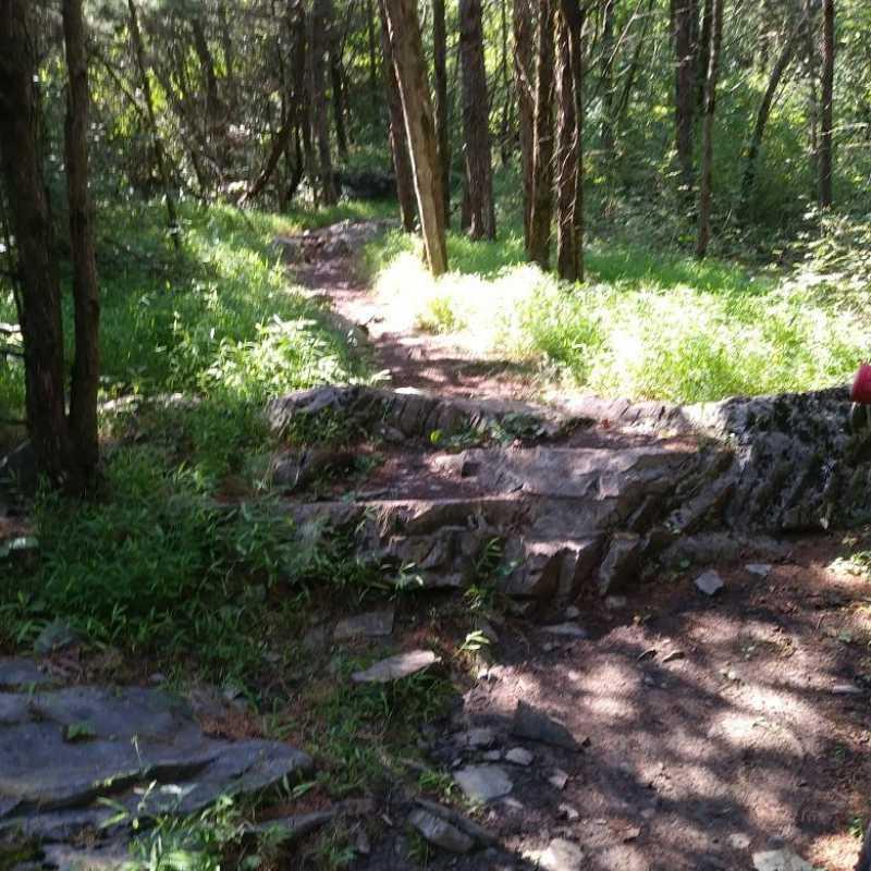 A natural forest trail winding through tall trees, with sunlight filtering through the leaves. The path features rocky steps and is bordered by lush green grass and foliage. Rocktown Trails At Hillandale Park mountain bike trail.