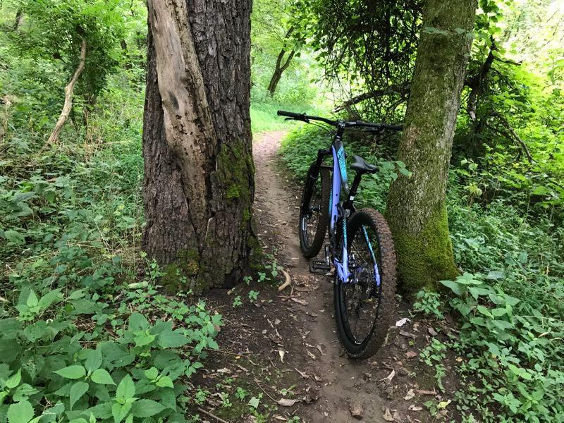 A mountain bike parked on a dirt path between two large trees in a lush green forest. The path curves gently ahead, surrounded by dense foliage and sunlight filtering through the leaves. Knucklehead mountain bike trail.