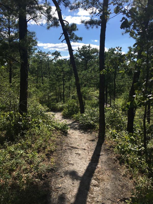 A narrow, winding dirt path surrounded by tall pine trees and lush greenery, under a bright blue sky with scattered clouds. The sunlight casts shadows on the ground, creating a serene and inviting atmosphere for walking or hiking. Jakes Branch County Park Blue Trail mountain bike trail.