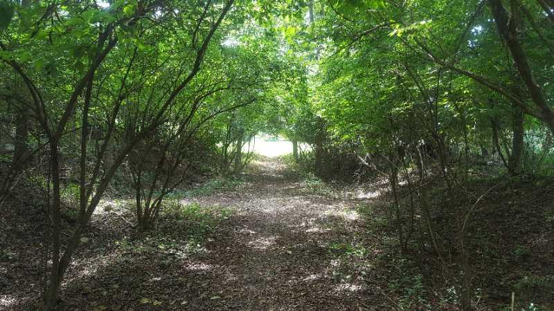 A serene path winding through a lush, green forest, with trees arching overhead and dappled sunlight filtering through the leaves, leading to a bright area in the distance. The ground is covered with a mix of fallen leaves and soft earth. Capital View mountain bike trail.