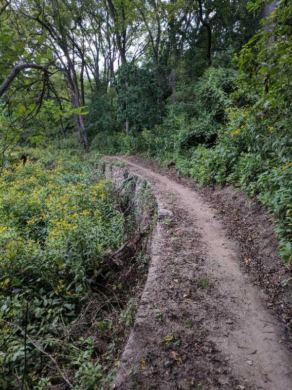 A winding dirt path through a lush green landscape, surrounded by tall trees and dotted with yellow wildflowers. The path curves gently to the right, leading deeper into the forest. Wissahickon Valley Park mountain bike trail.