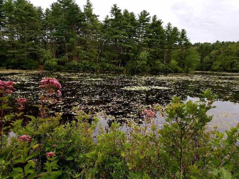 A serene view of a calm pond surrounded by lush greenery, with clusters of pink flowers in the foreground. The pond's surface is dotted with water lilies and reflects the overcast sky and surrounding trees. Arcadia State Park mountain bike trail.