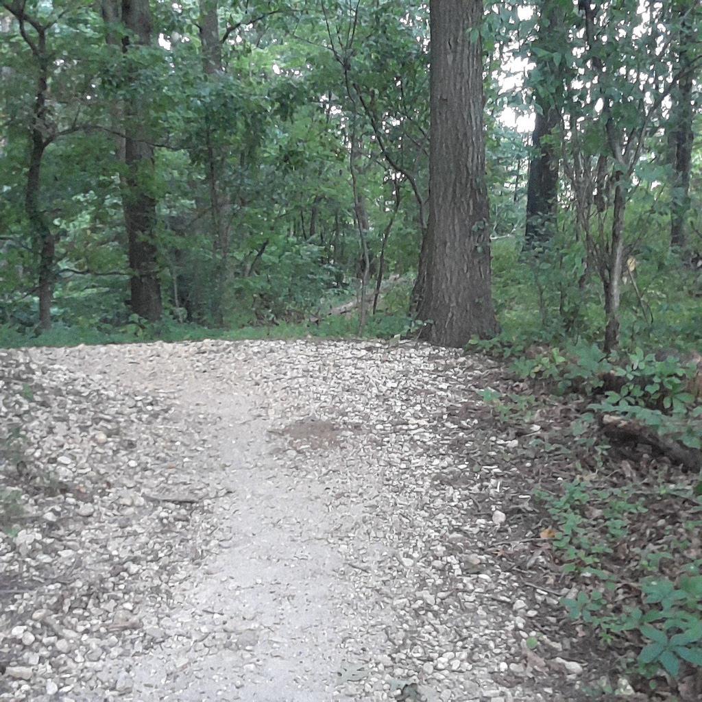 A gravel path winding through a dense forest, flanked by tall trees and lush greenery. The trail appears slightly uneven, inviting exploration into the natural surroundings. Sunlight filters through the leaves, creating a peaceful outdoor atmosphere. Laurel Hill Park mountain bike trail.