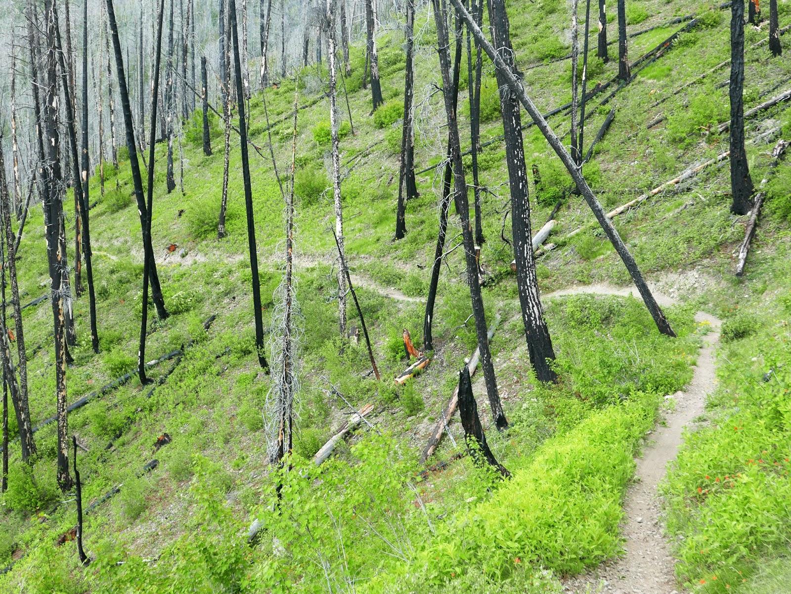 A forested hillside with a winding dirt path, surrounded by blackened tree trunks and vibrant green undergrowth, indicating areas of recovery after a wildfire. WarM Springs Trail mountain bike trail.