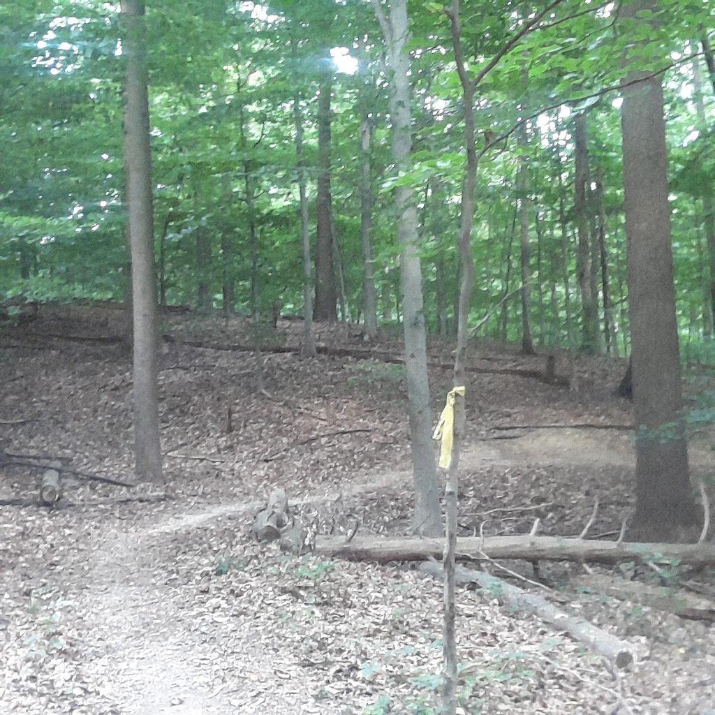 A wooded area with tall trees and a clear path, featuring fallen leaves and logs on the ground. A stick with a yellow marking is prominent on the trail, indicating a direction or trail marker. The scene is lush and green, typical of a forest environment. Laurel Hill Park mountain bike trail.