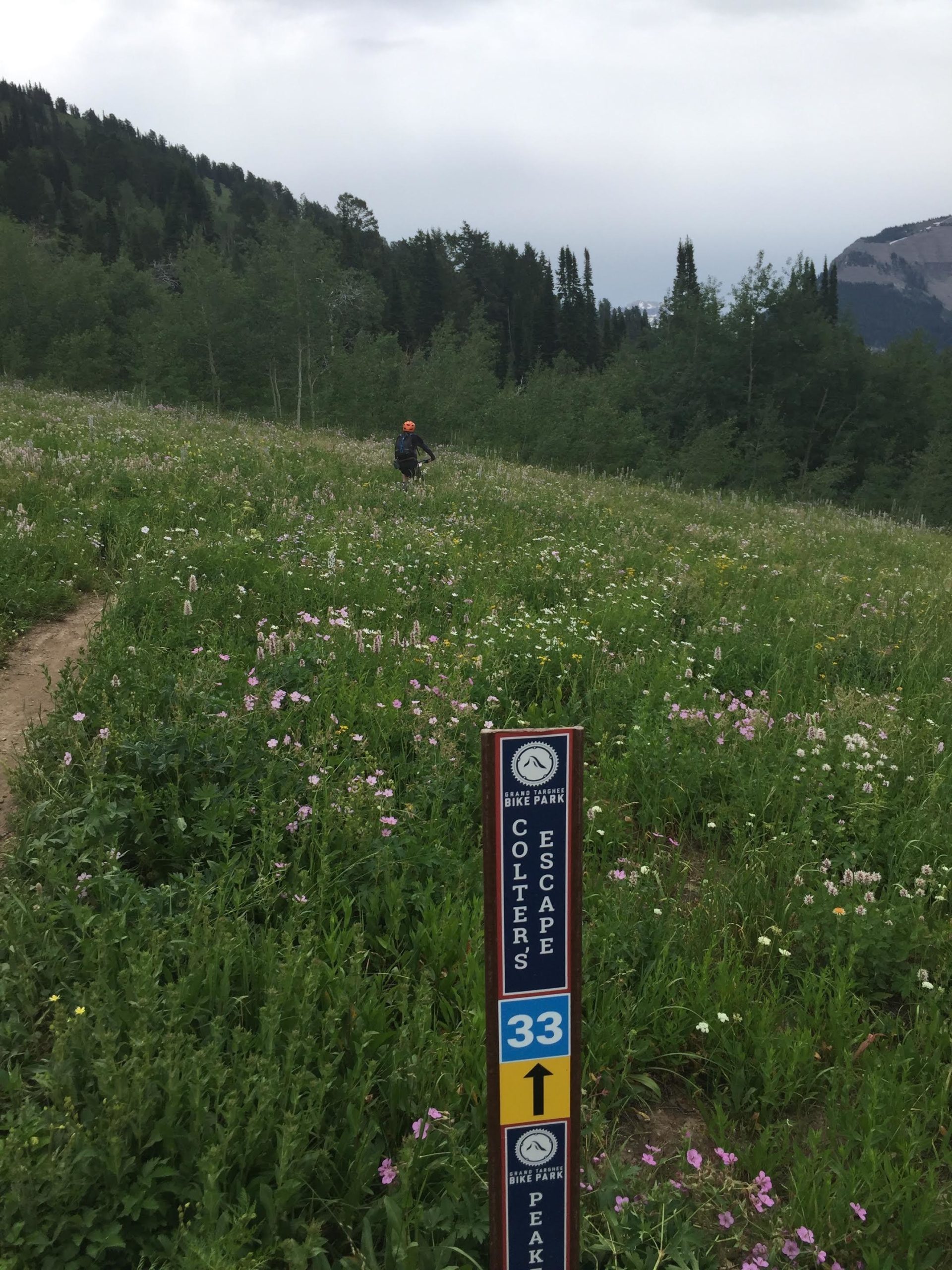 A cyclist navigating through a vibrant, flower-filled meadow with a mountain backdrop. A signpost labeled "Colters