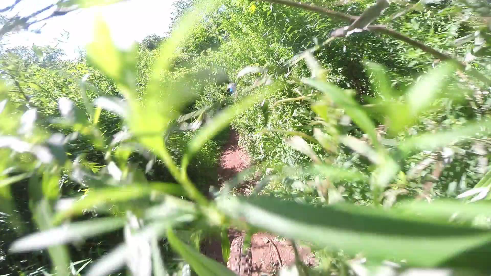 A lush, green pathway surrounded by tall plants and foliage, leading through a natural setting. Sunlight filters through the leaves, creating a vibrant, outdoor atmosphere. Six Mile Run mountain bike trail.