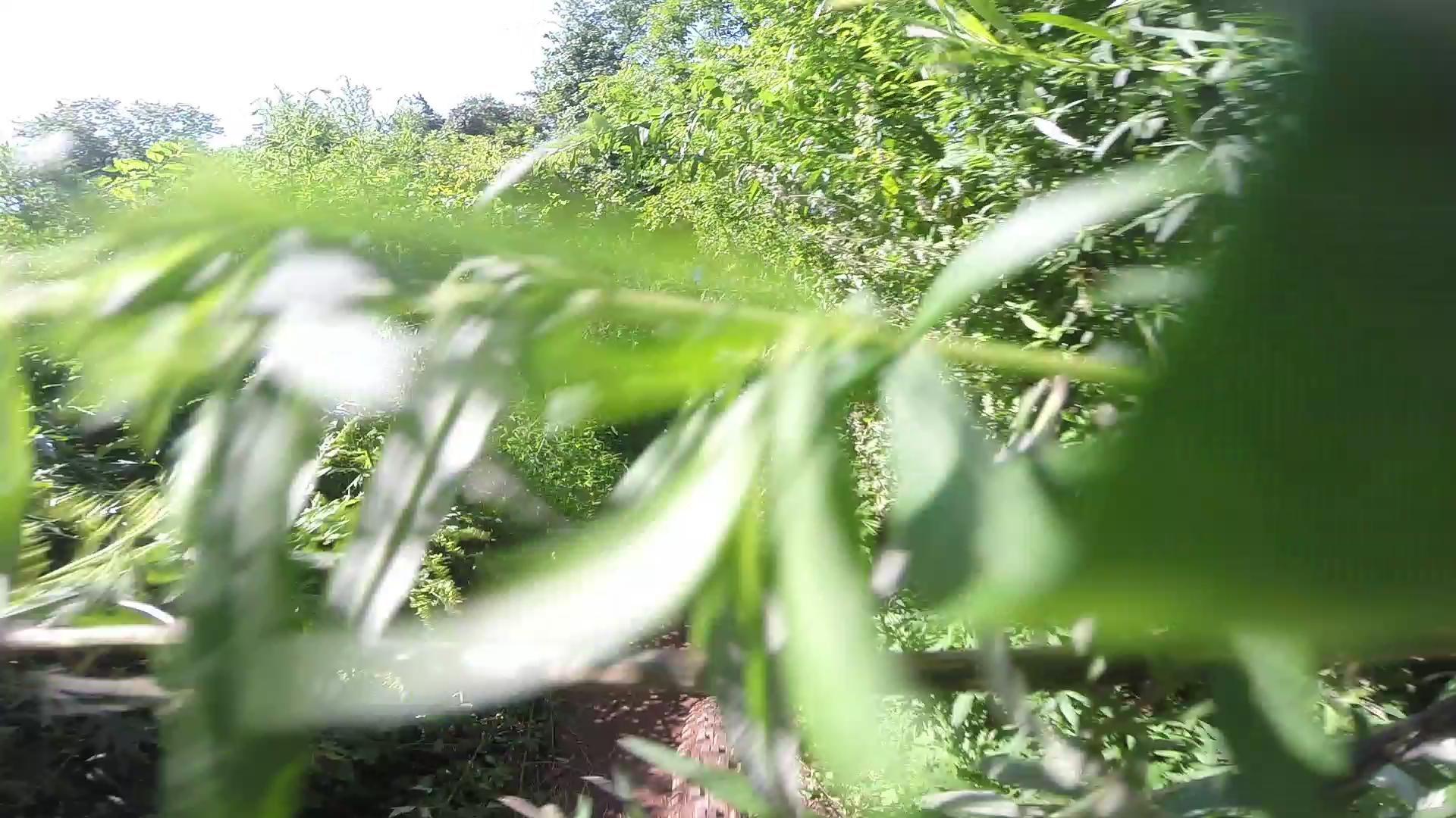 A close-up view of green leaves surrounded by dense foliage in a sunny natural setting. The image captures the vibrant colors of the plants, suggesting a lush, thriving environment. Six Mile Run mountain bike trail.