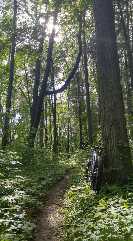 A narrow dirt path winds through a lush green forest, surrounded by tall trees and dense undergrowth. A mountain bike with thick tires leans against a tree on the right side of the path, with sunlight filtering through the leaves above, creating a tranquil outdoor setting. Norwalk Reservoir mountain bike trail.