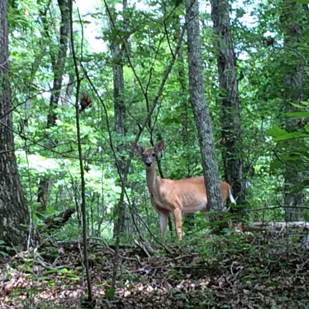 A deer standing among trees and foliage in a forest, looking towards the camera. The background is lush with green leaves and branches, creating a natural woodland setting. Bonita Lakes mountain bike trail.