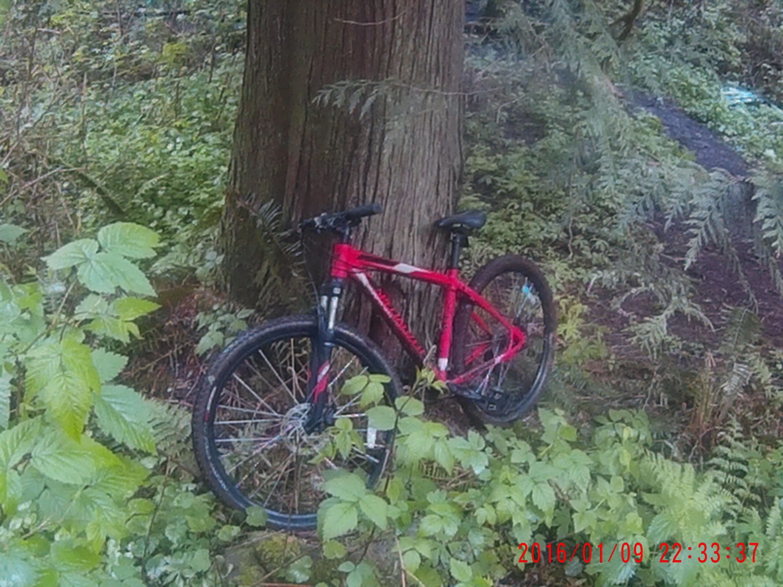 Specialized hardrock: A red mountain bike resting against a large tree in a lush green forest, surrounded by ferns and leafy plants.
