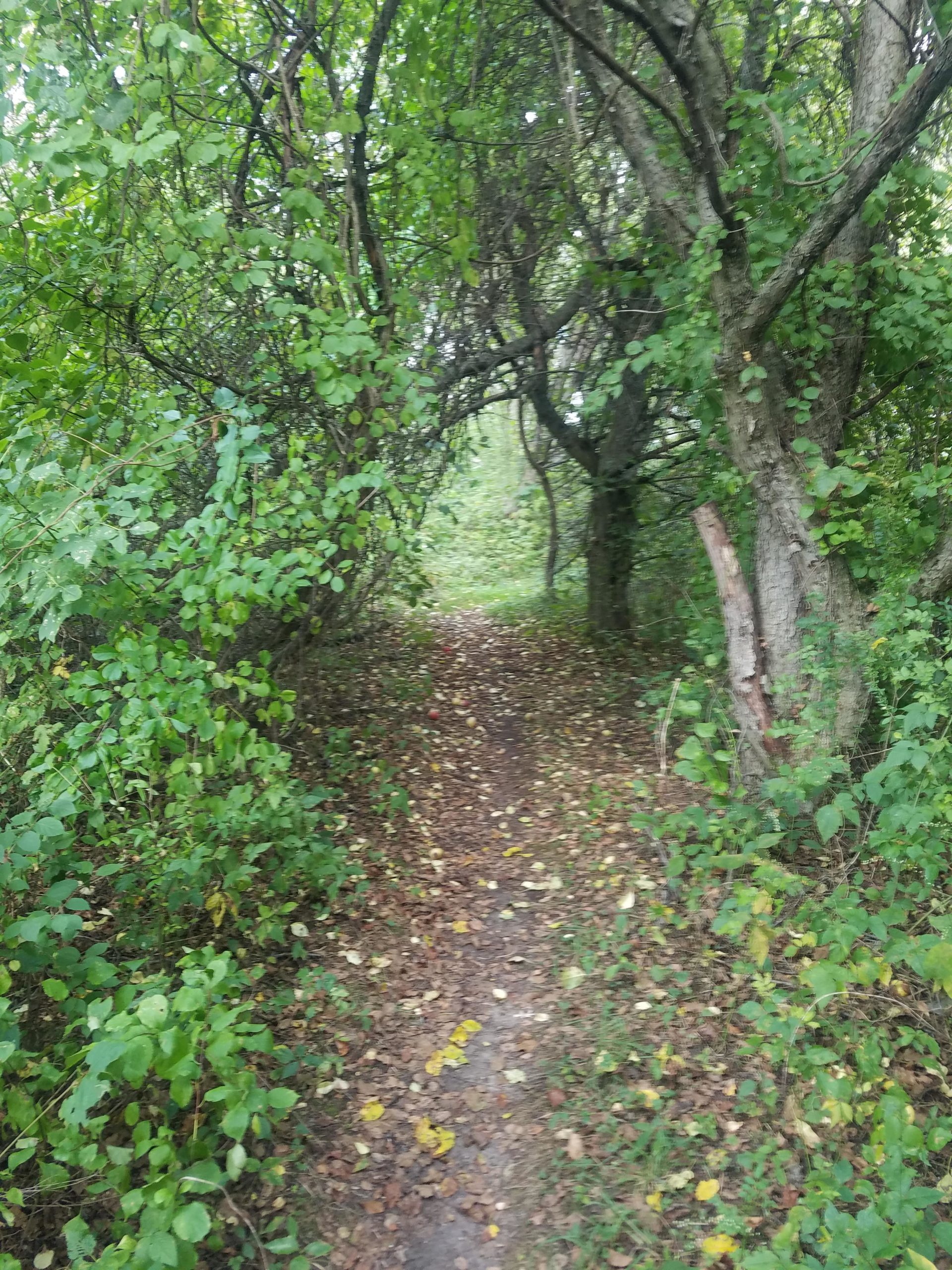 A narrow dirt pathway surrounded by dense greenery, with trees and bushes lining the sides. The path is covered in fallen leaves, leading further into a tranquil forested area. The Dump mountain bike trail.