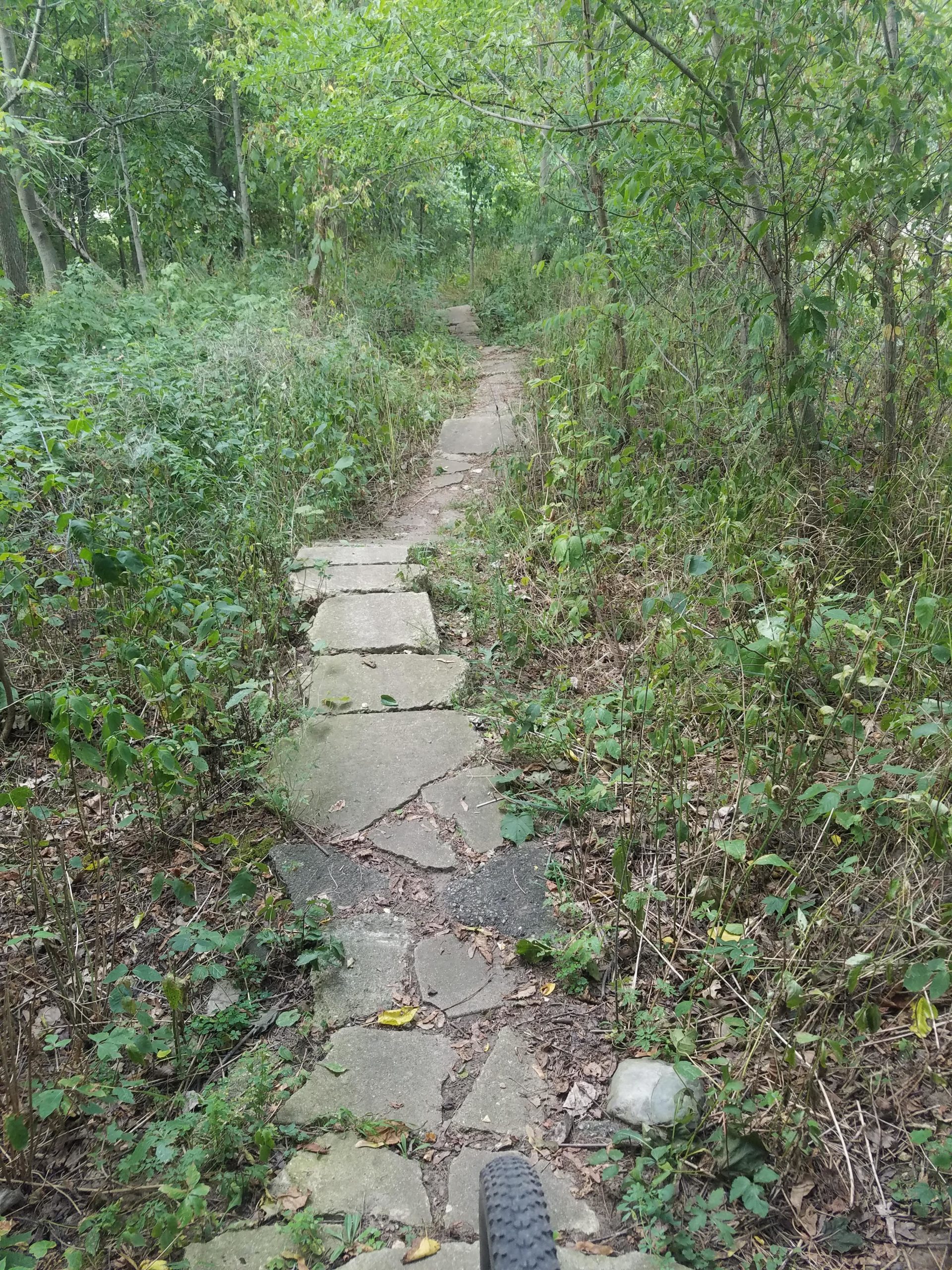 A winding stone path through a lush, green forest. The path is flanked by dense vegetation, including shrubs and small plants, with scattered leaves on the ground. The scene is peaceful and natural, suggesting a quiet trail for walking or biking. The Dump mountain bike trail.