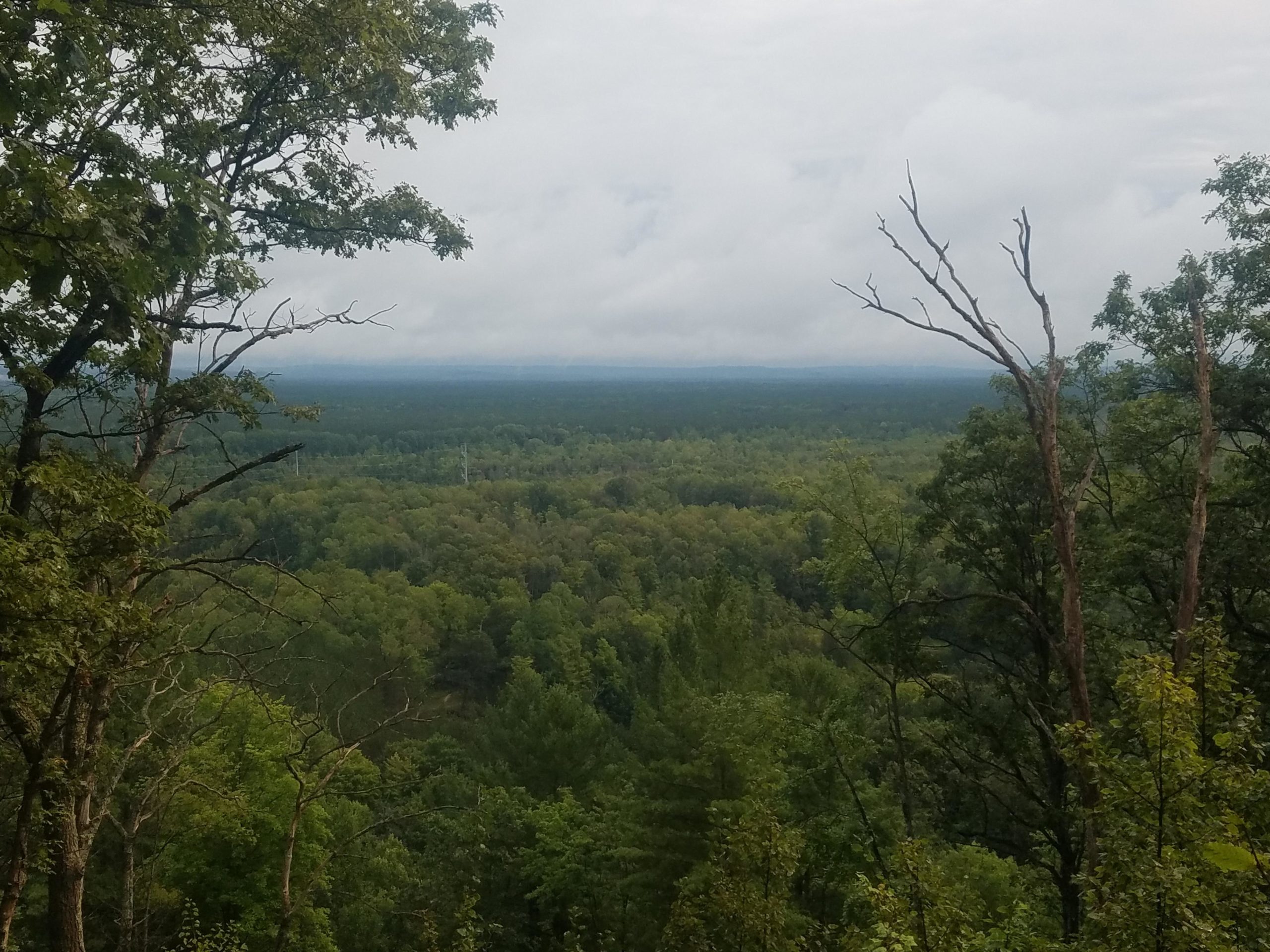 A panoramic view of a dense forest landscape under a cloudy sky, featuring various shades of green from the trees. In the foreground, bare branches of dead trees contrast with the lush greenery, while the horizon reveals a vast expanse of treetops fading into the distance. Red Bridge section mountain bike trail.