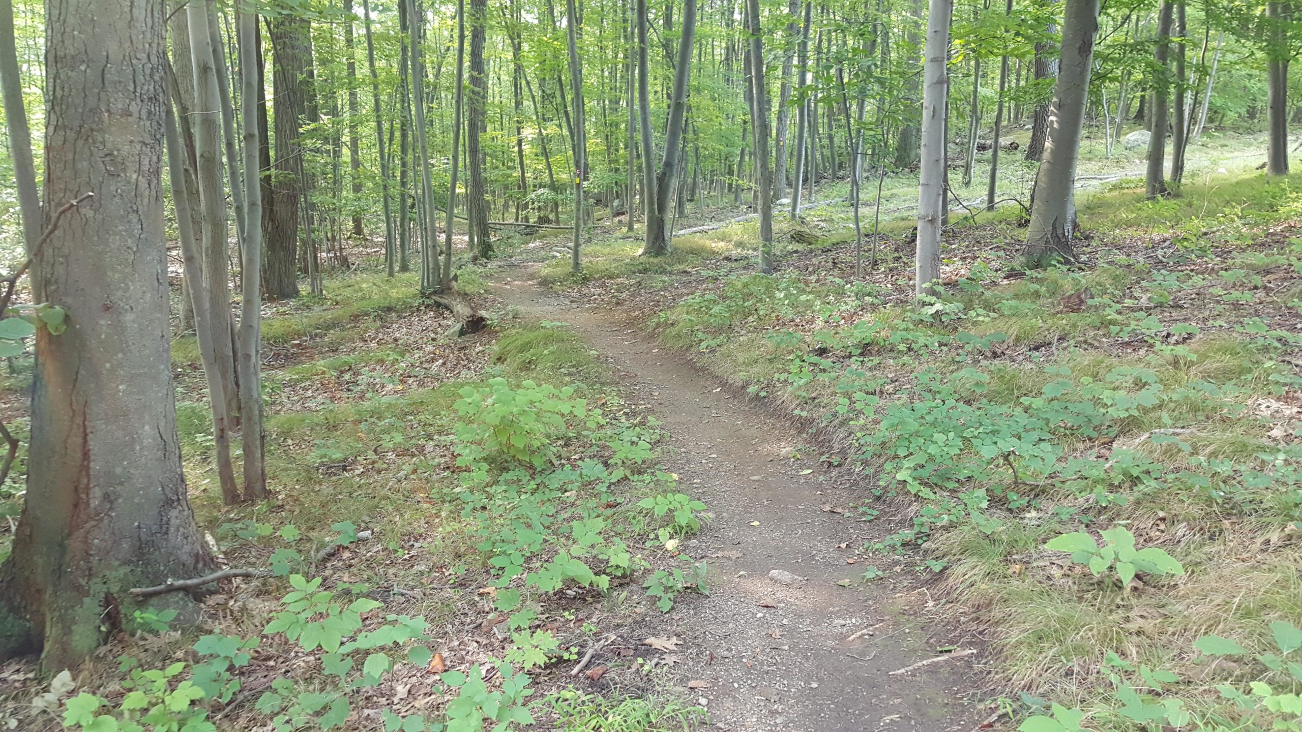 A winding dirt path through a lush green forest, lined with tall trees and small plants along the sides. Sunlight filters through the leaves, creating a serene and tranquil atmosphere. Ramapo Mountain State Forest mountain bike trail.