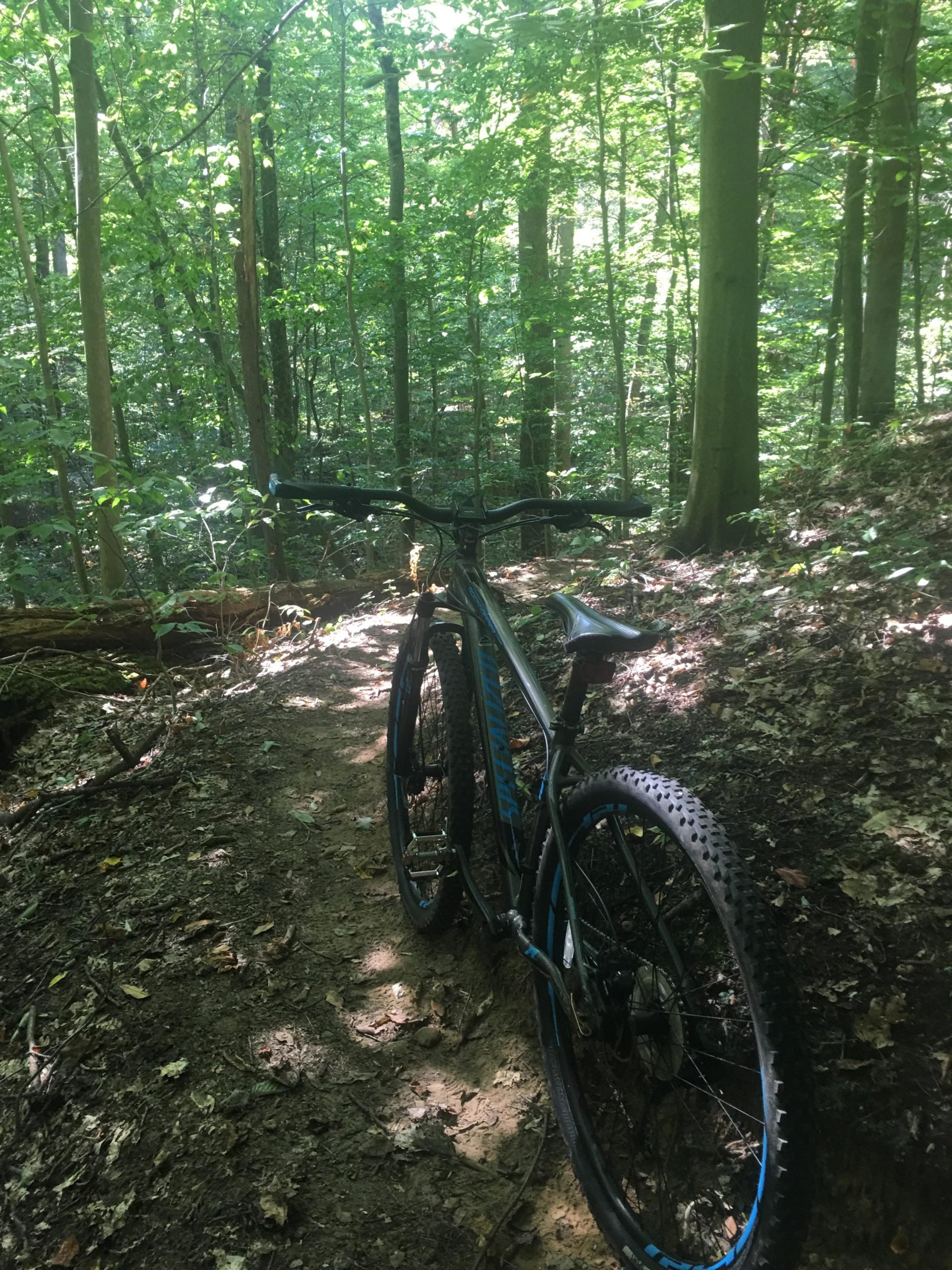 A mountain bike leaning against a trail in a lush green forest, surrounded by tall trees and dappled sunlight filtering through the leaves. The terrain is uneven with a mix of dirt and leaves. Great Bear mountain bike trail.