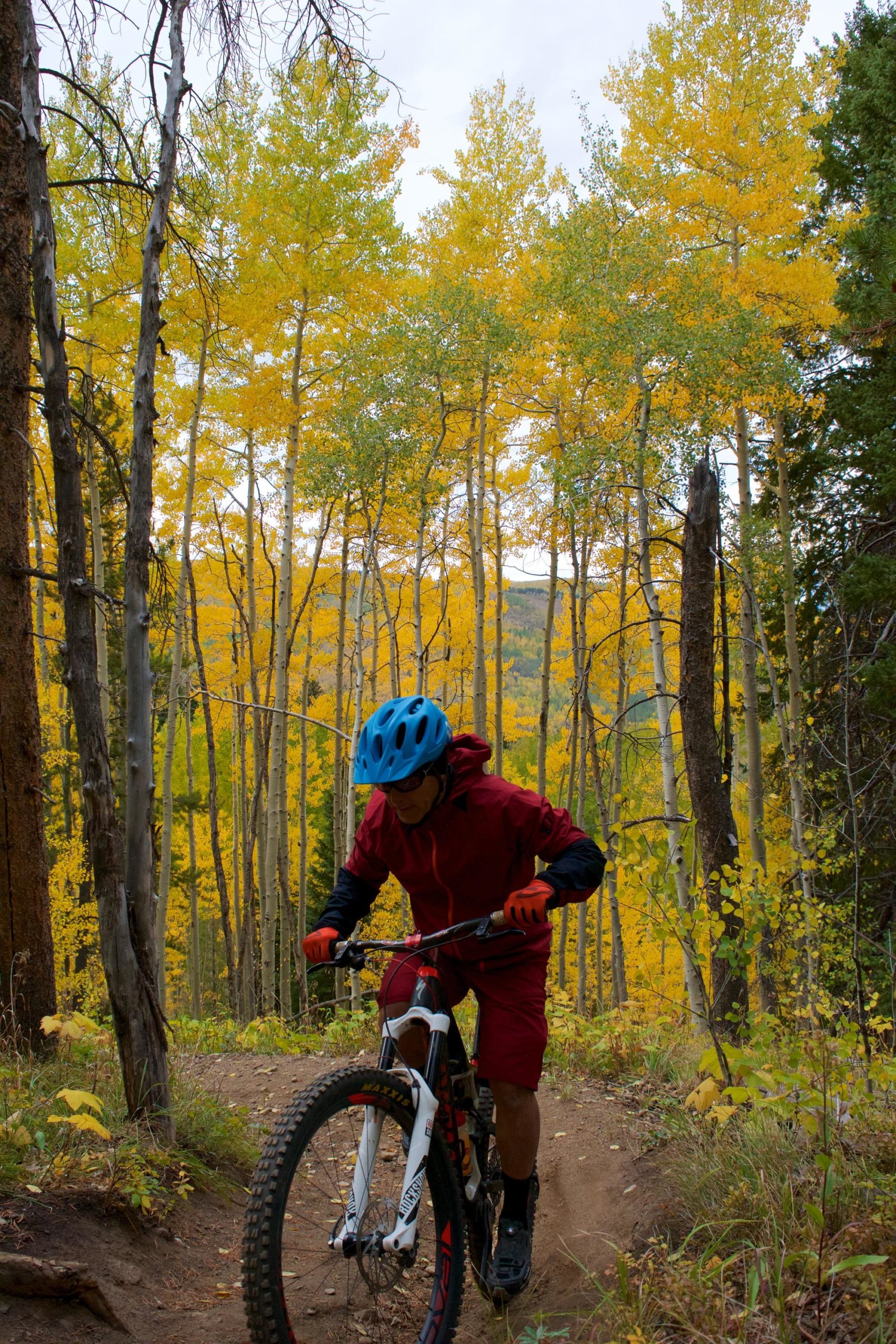 A mountain biker wearing a blue helmet and red cycling gear navigates a dirt trail surrounded by vibrant yellow and green trees in a fall setting. Beaver Creek Ski Resort mountain bike trail.