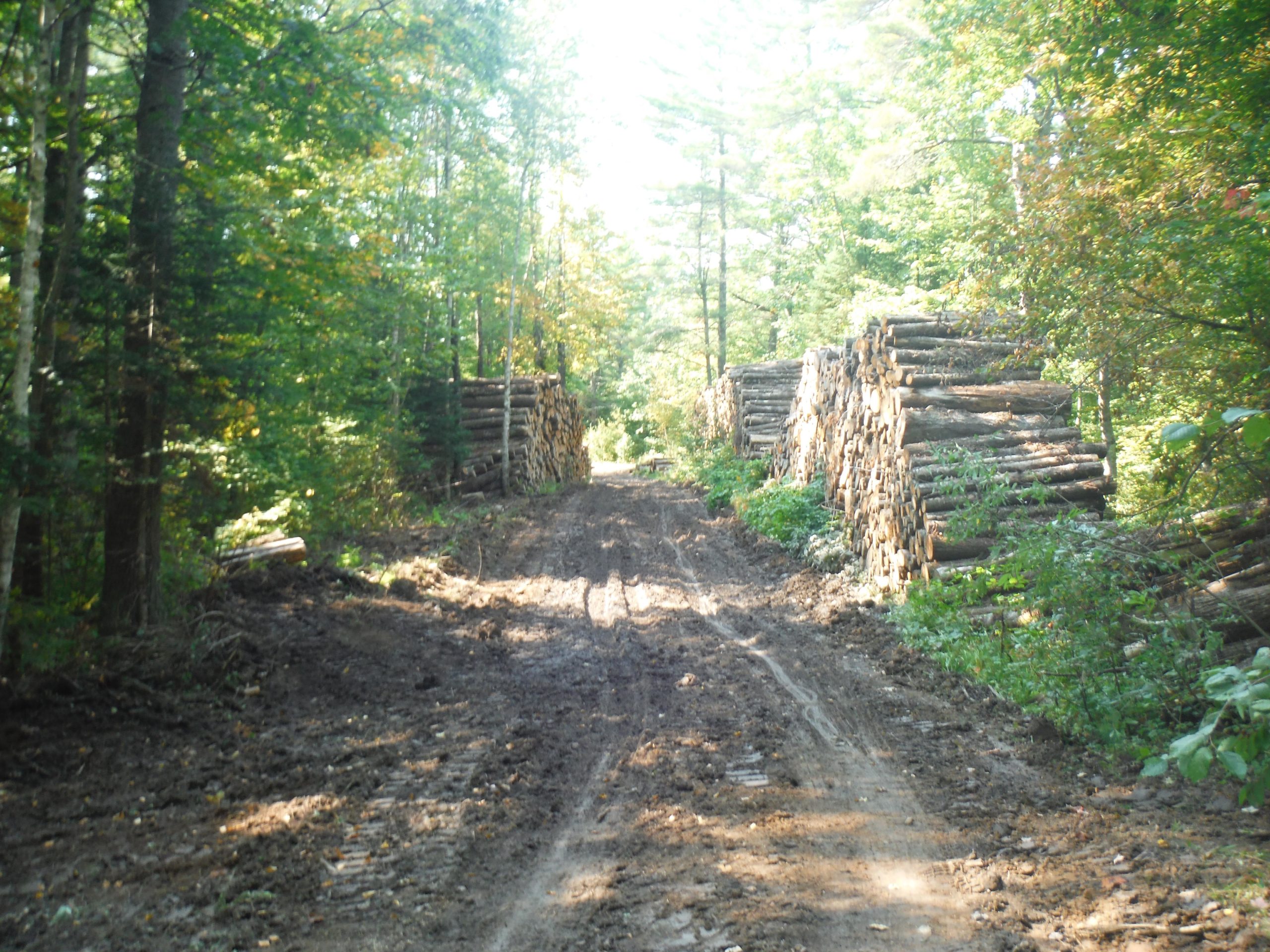 A dirt path through a forest, lined with stacked logs on either side, surrounded by greenery and trees. CAMBA: Hayward and Seeley Clusters mountain bike trail.