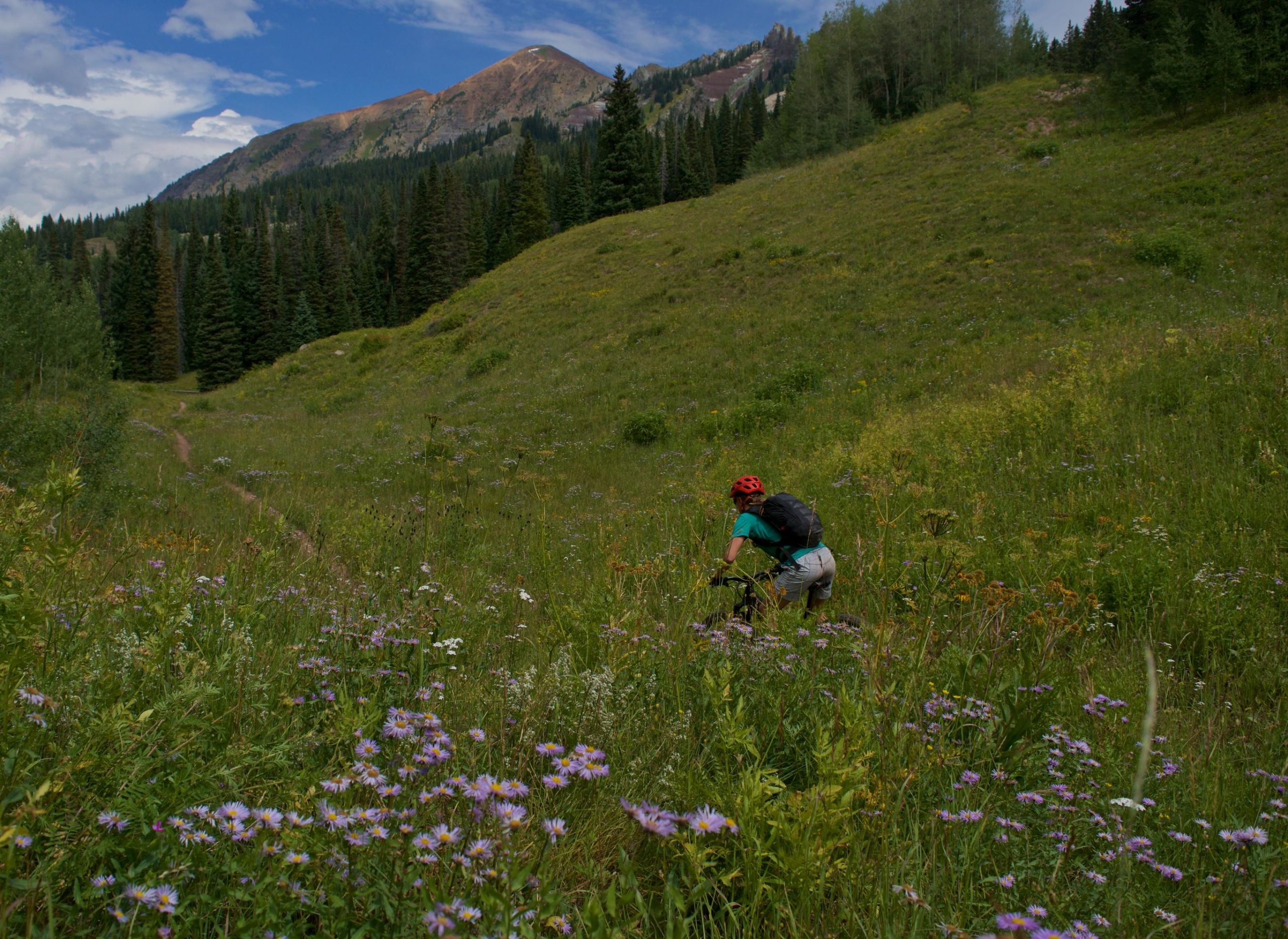A mountain biker in a red helmet and teal shirt navigates through a vibrant meadow filled with wildflowers, with a backdrop of green pine trees and mountains under a partly cloudy sky. Dyke mountain bike trail.