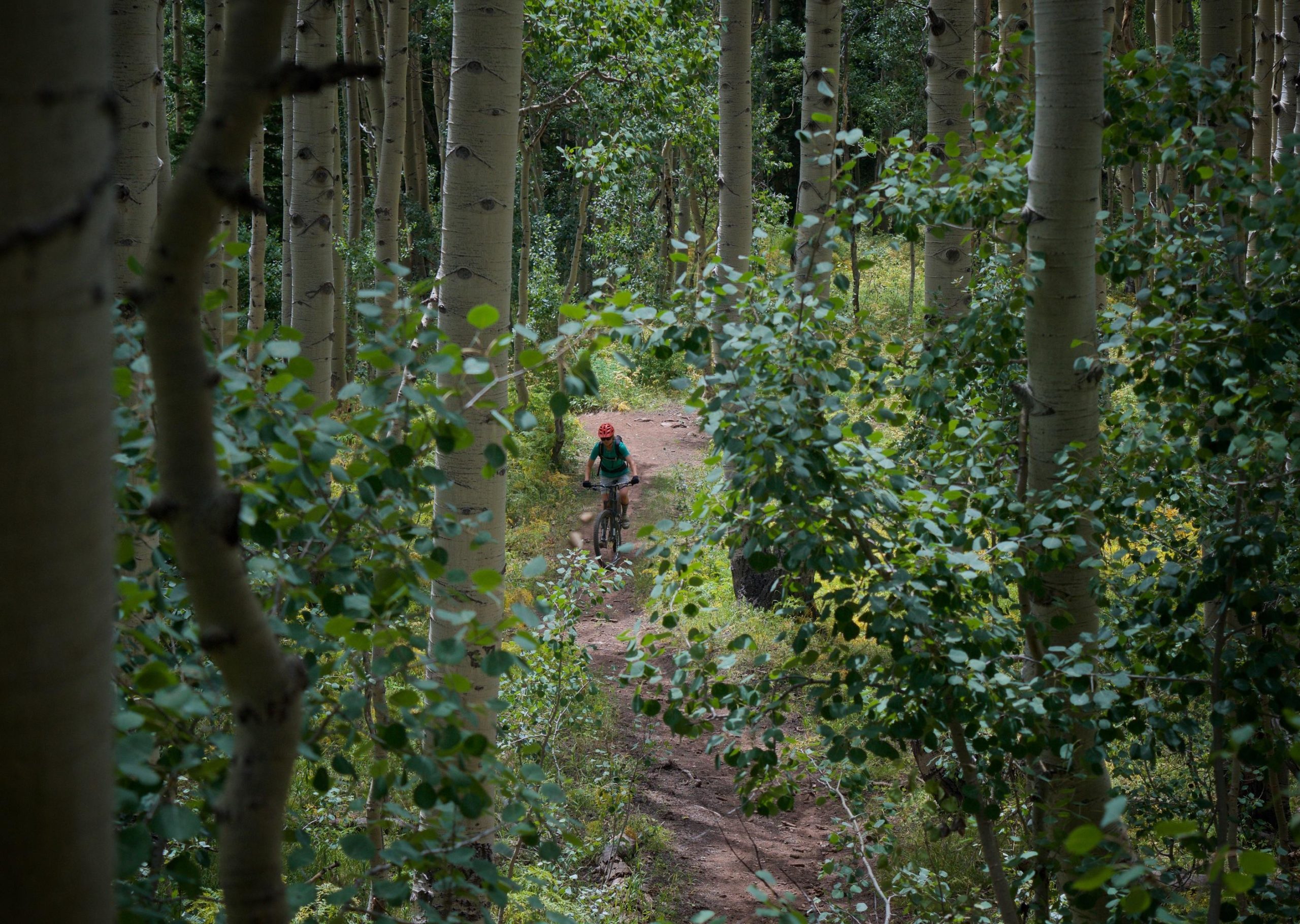 A mountain biker riding along a dirt trail surrounded by tall aspen trees and lush green foliage. The scene captures a tranquil forest setting with a mix of light filtering through the trees. Dyke mountain bike trail.