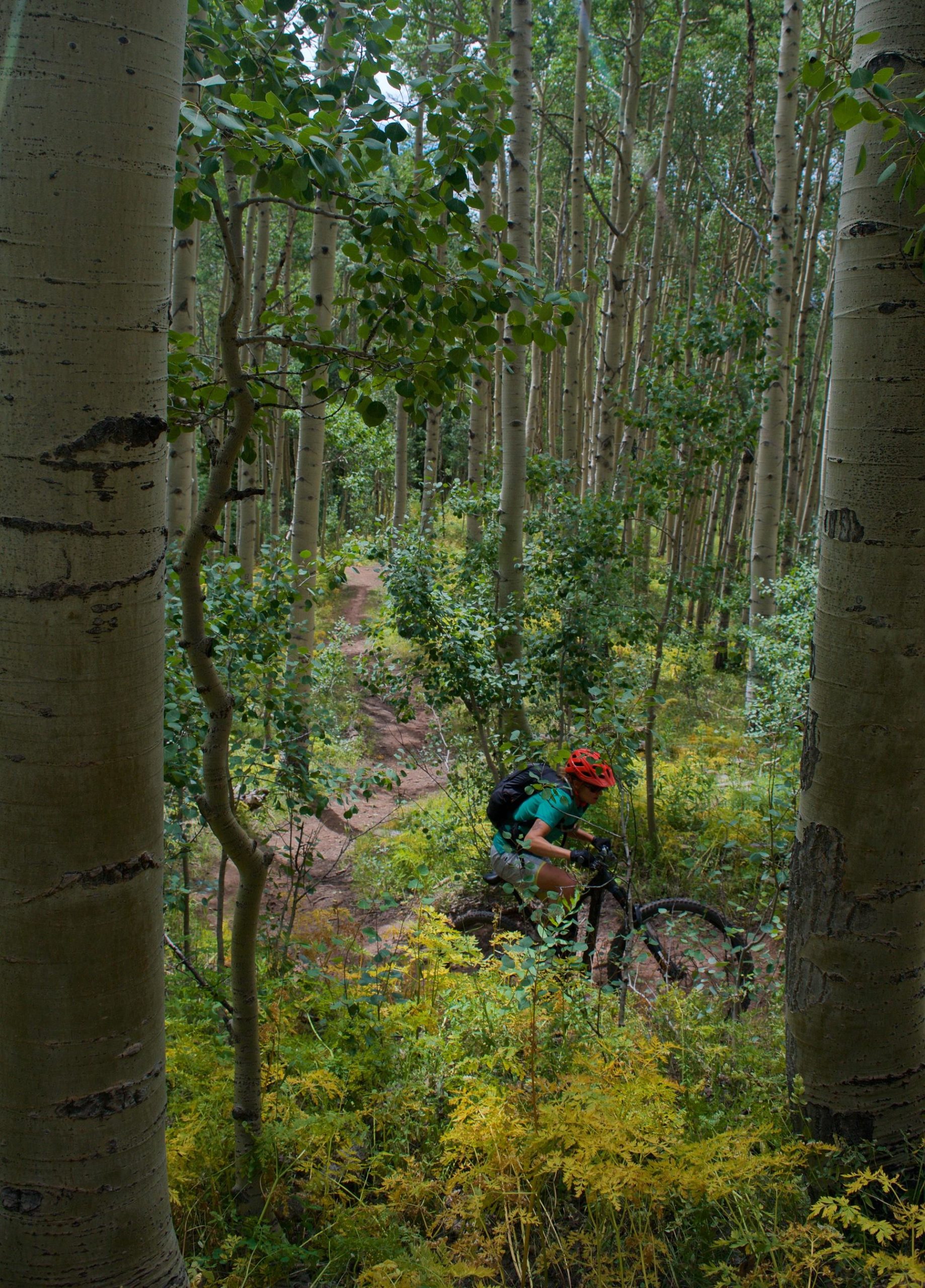A mountain biker navigates a winding trail through a dense forest of aspen trees, surrounded by lush green foliage and yellow wildflowers. The biker is wearing a helmet and bright clothing, focusing on the path ahead as they maneuver through the natural landscape. Dyke mountain bike trail.