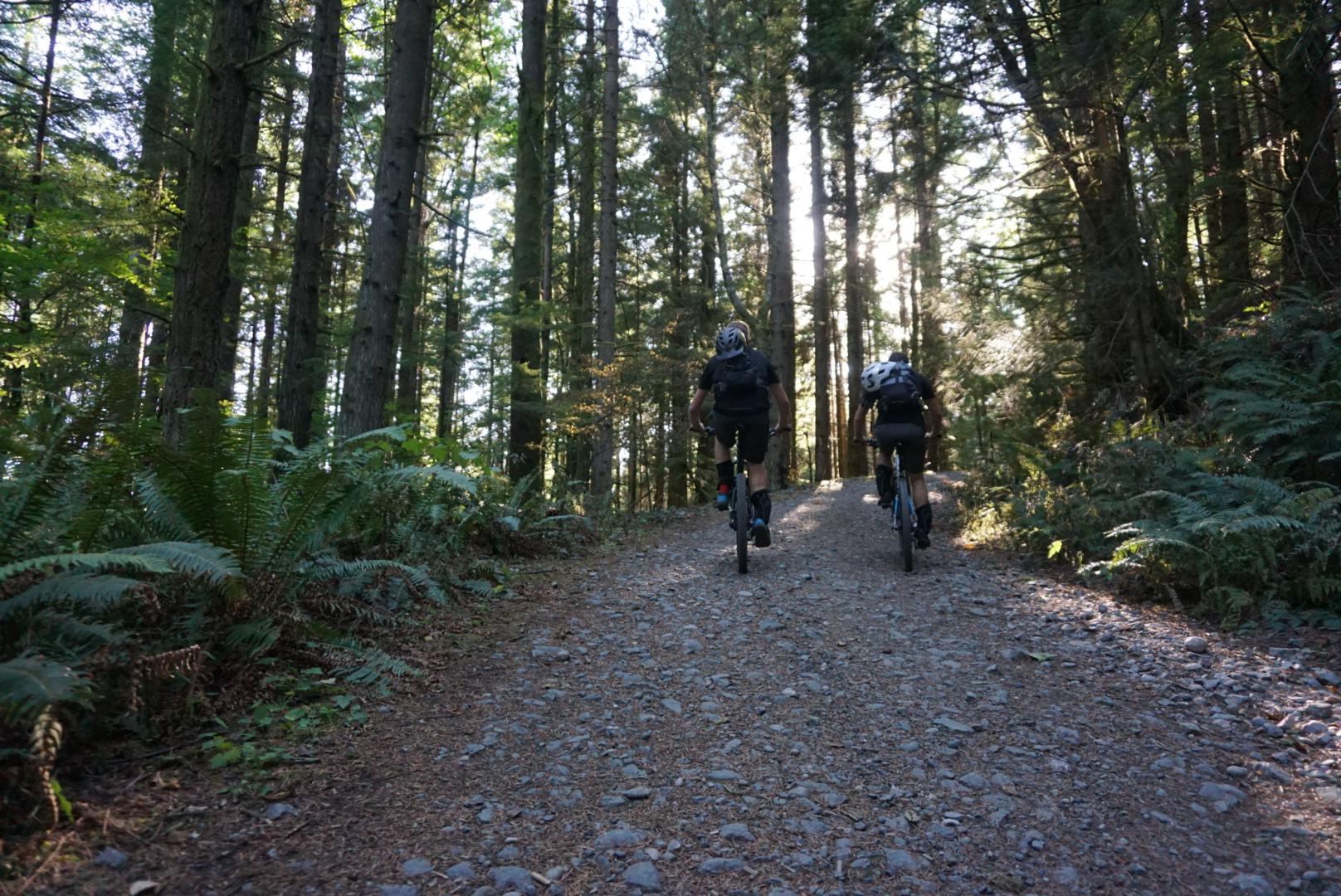 Two mountain bikers ride along a gravel path in a dense forest, surrounded by tall trees and ferns. Sunlight filters through the foliage, illuminating the trail ahead. Galbraith Mountain mountain bike trail.