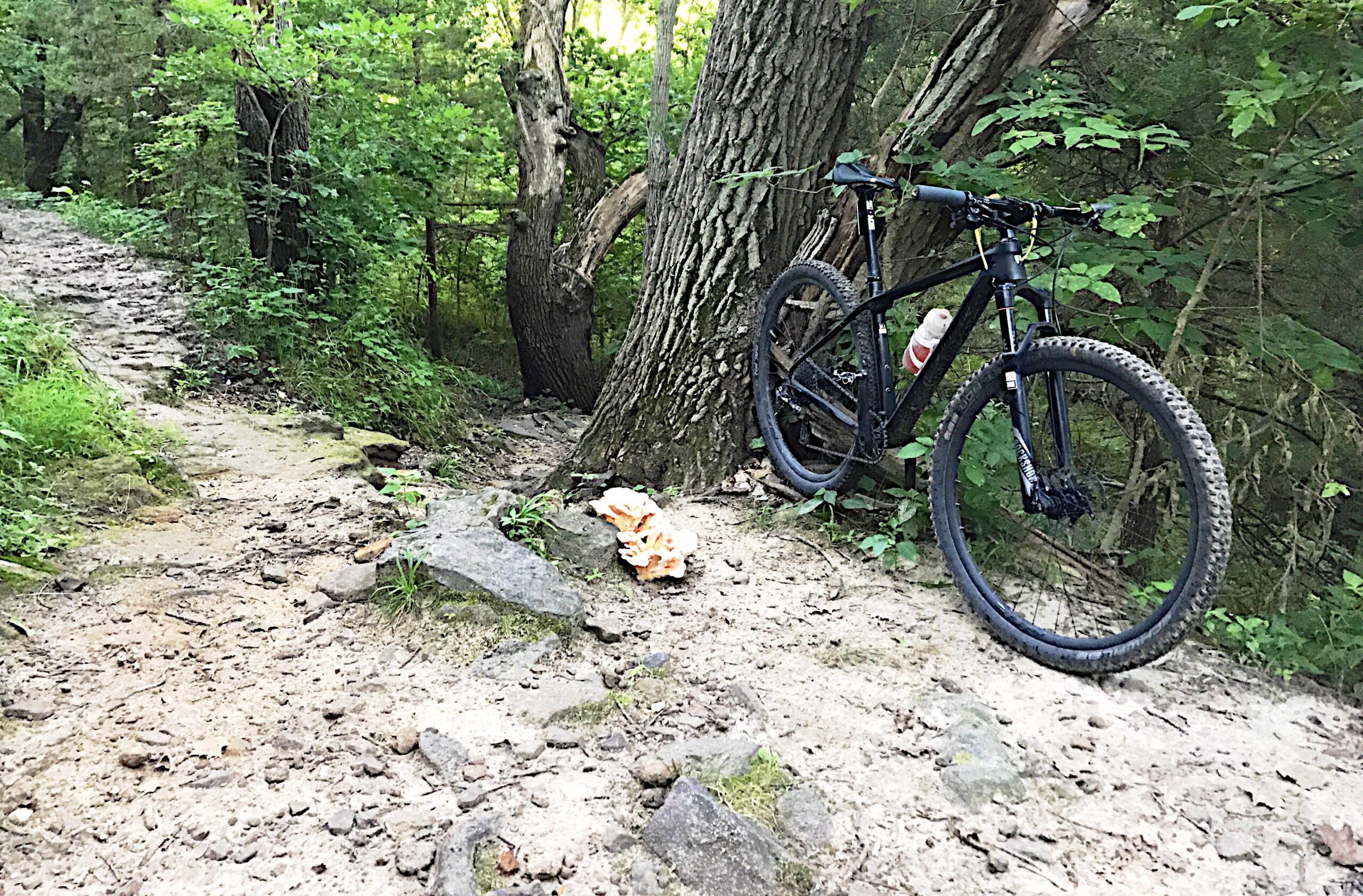 Trek Procaliber: A mountain bike leaning against a tree on a sandy, rocky trail surrounded by lush greenery. A small cluster of mushrooms is visible on the ground near the bike.
