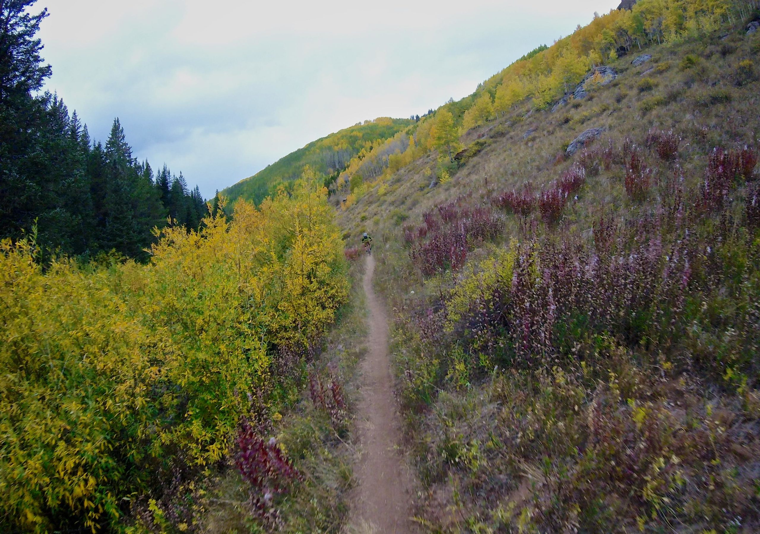 A winding dirt trail surrounded by vibrant autumn foliage, featuring clusters of yellow and red shrubs, with a backdrop of rolling hills and evergreen trees under a cloudy sky. Two Elk via Vail Pass mountain bike trail.