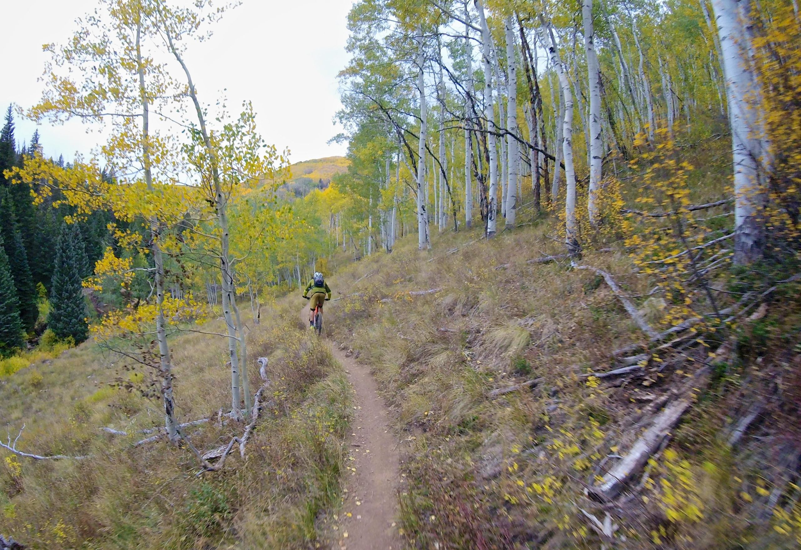A mountain biker riding along a dirt trail through a forest of aspen trees, showcasing vibrant yellow leaves and green evergreens during autumn. The trail winds gently through the scenery, with patches of grass and fallen leaves lining the path. Two Elk via Vail Pass mountain bike trail.