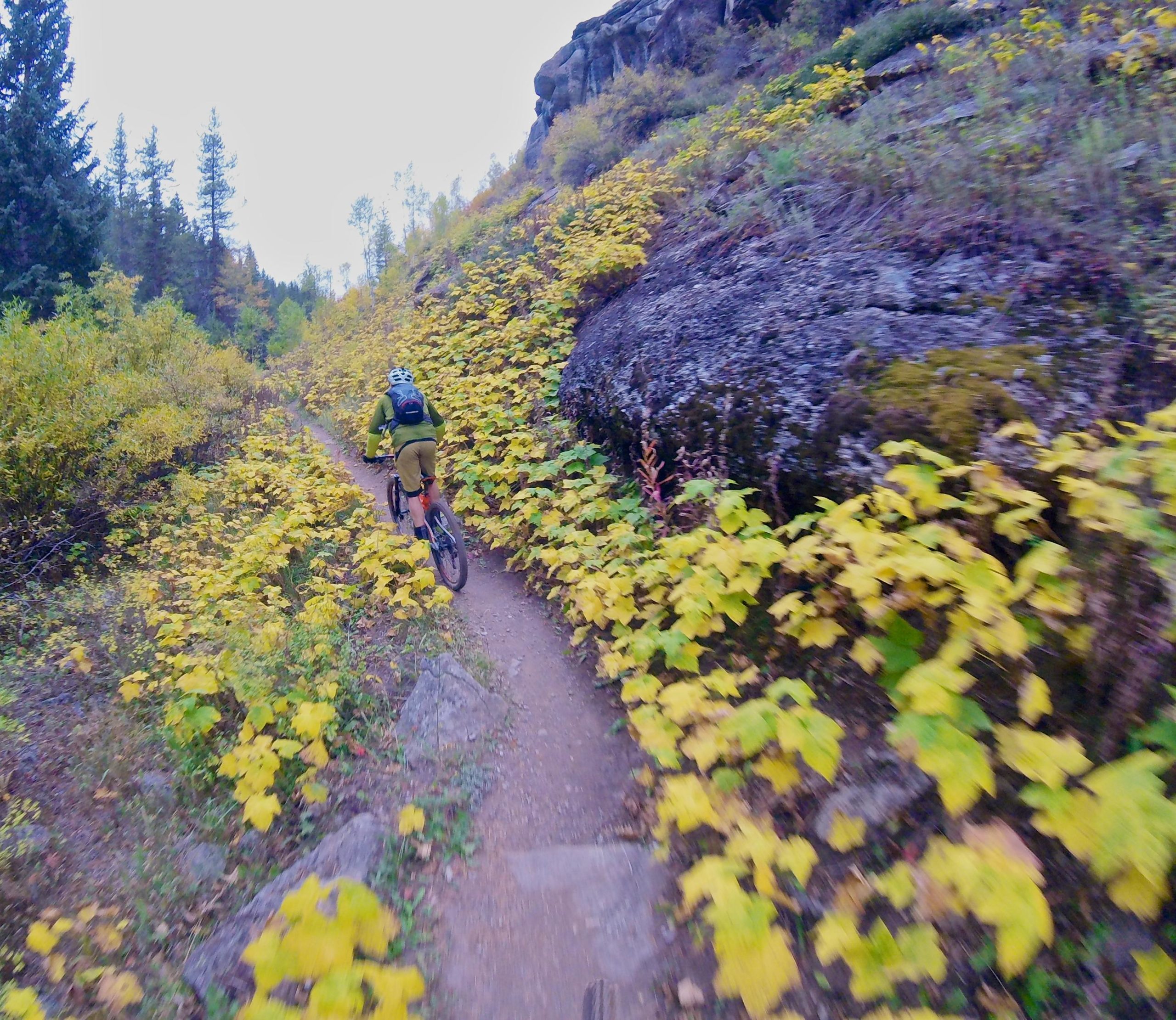 A mountain biker rides along a narrow dirt trail surrounded by vibrant yellow foliage and rugged rocks. Tall pine trees line the background, creating a picturesque autumn scene. Two Elk via Vail Pass mountain bike trail.