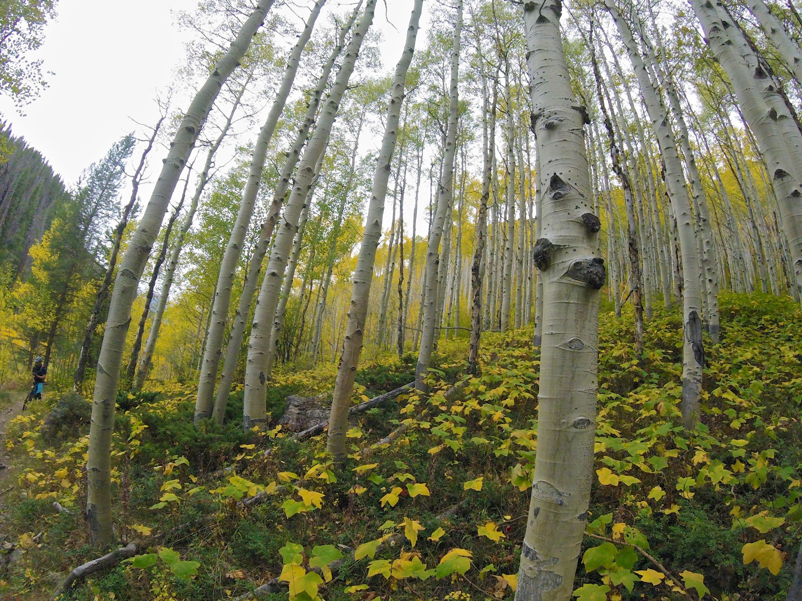 A serene forest landscape featuring tall aspen trees with white bark and vibrant yellow leaves, surrounded by green foliage on the ground. A person can be seen in the distance, adding scale to the natural setting. The scene evokes a calm and peaceful atmosphere typical of autumn in a wooded area. Two Elk via Vail Pass mountain bike trail.