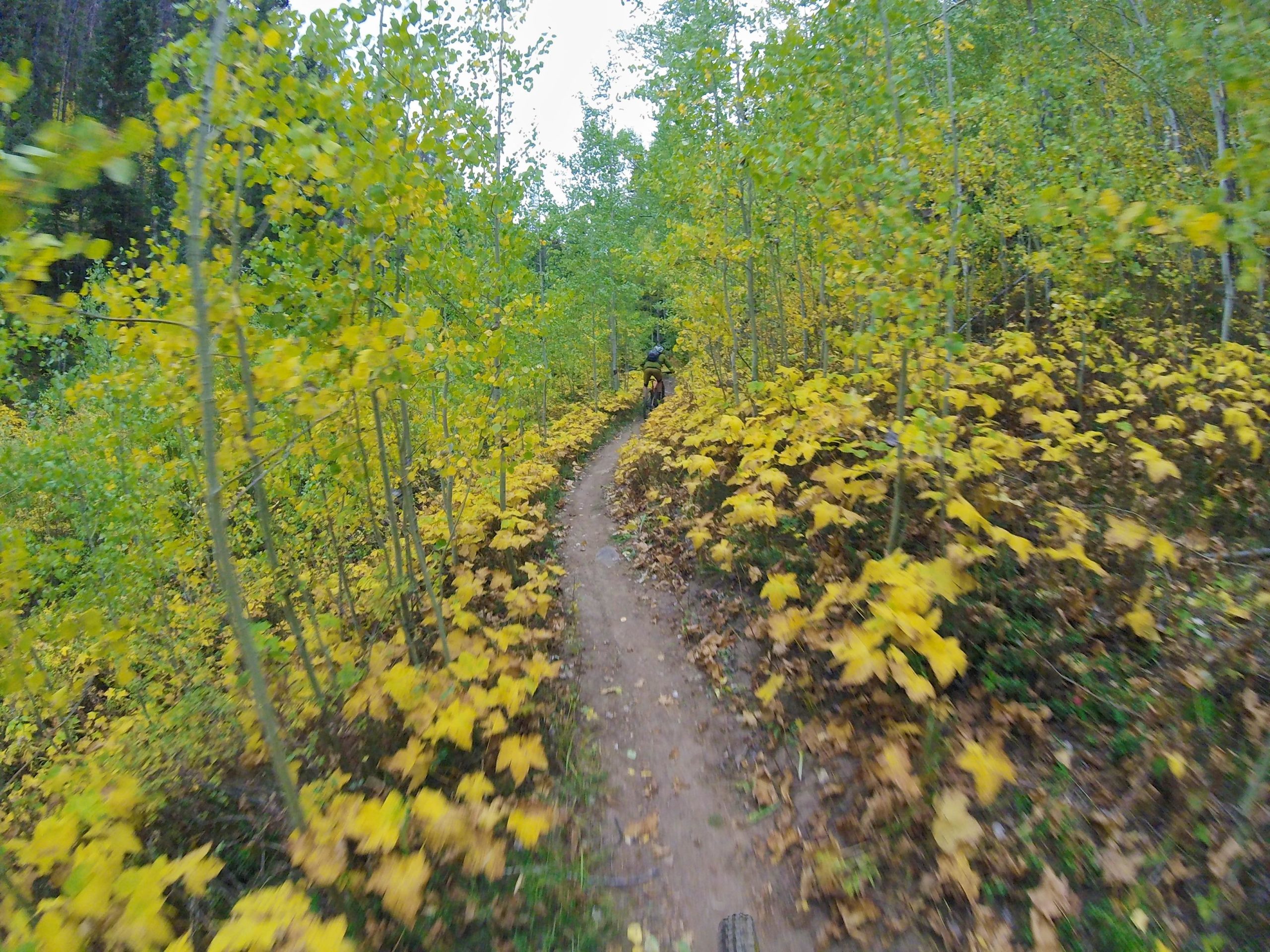 A winding dirt trail surrounded by vibrant green trees and bright yellow leaves in an autumn forest setting, with a biker riding along the path. Two Elk via Vail Pass mountain bike trail.