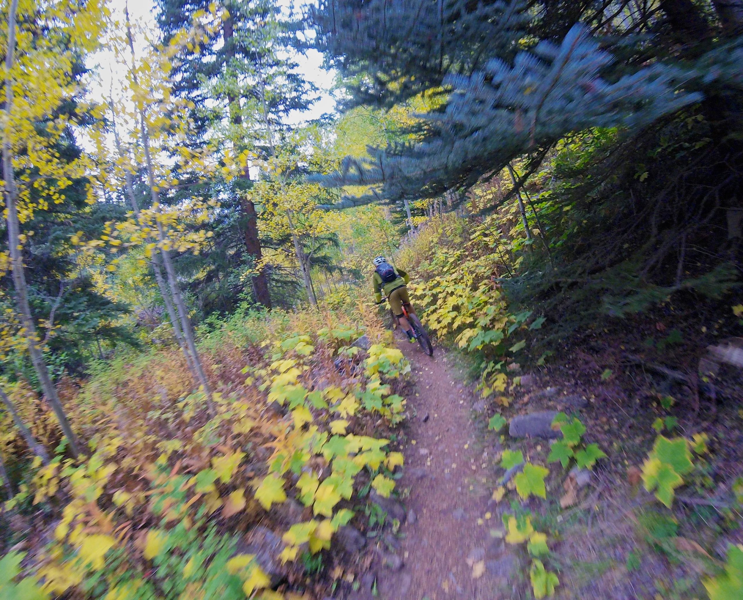 A person riding a mountain bike on a narrow trail surrounded by vibrant autumn foliage, including yellow and green leaves, amidst tall trees in a forested area. Two Elk via Vail Pass mountain bike trail.