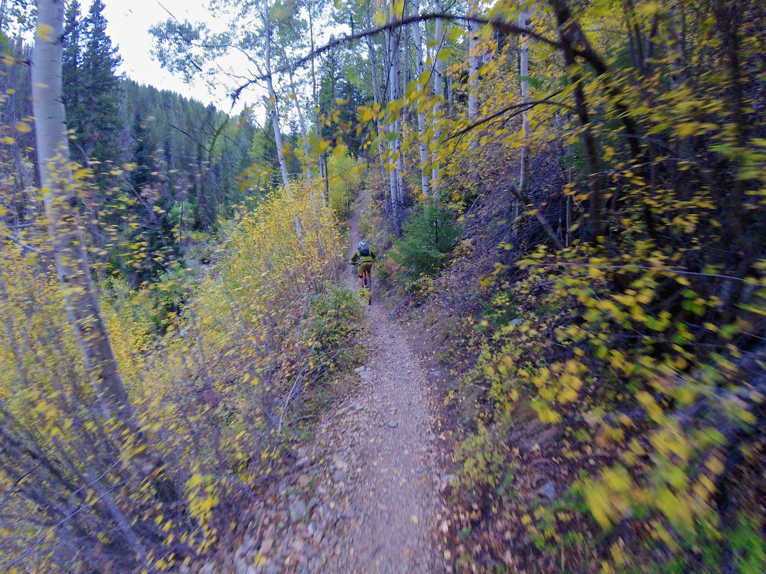 A winding dirt trail surrounded by vibrant autumn foliage, featuring a person biking away from the camera. The path is bordered by tall trees, with splashes of yellow and green leaves creating a picturesque fall scene. Two Elk via Vail Pass mountain bike trail.