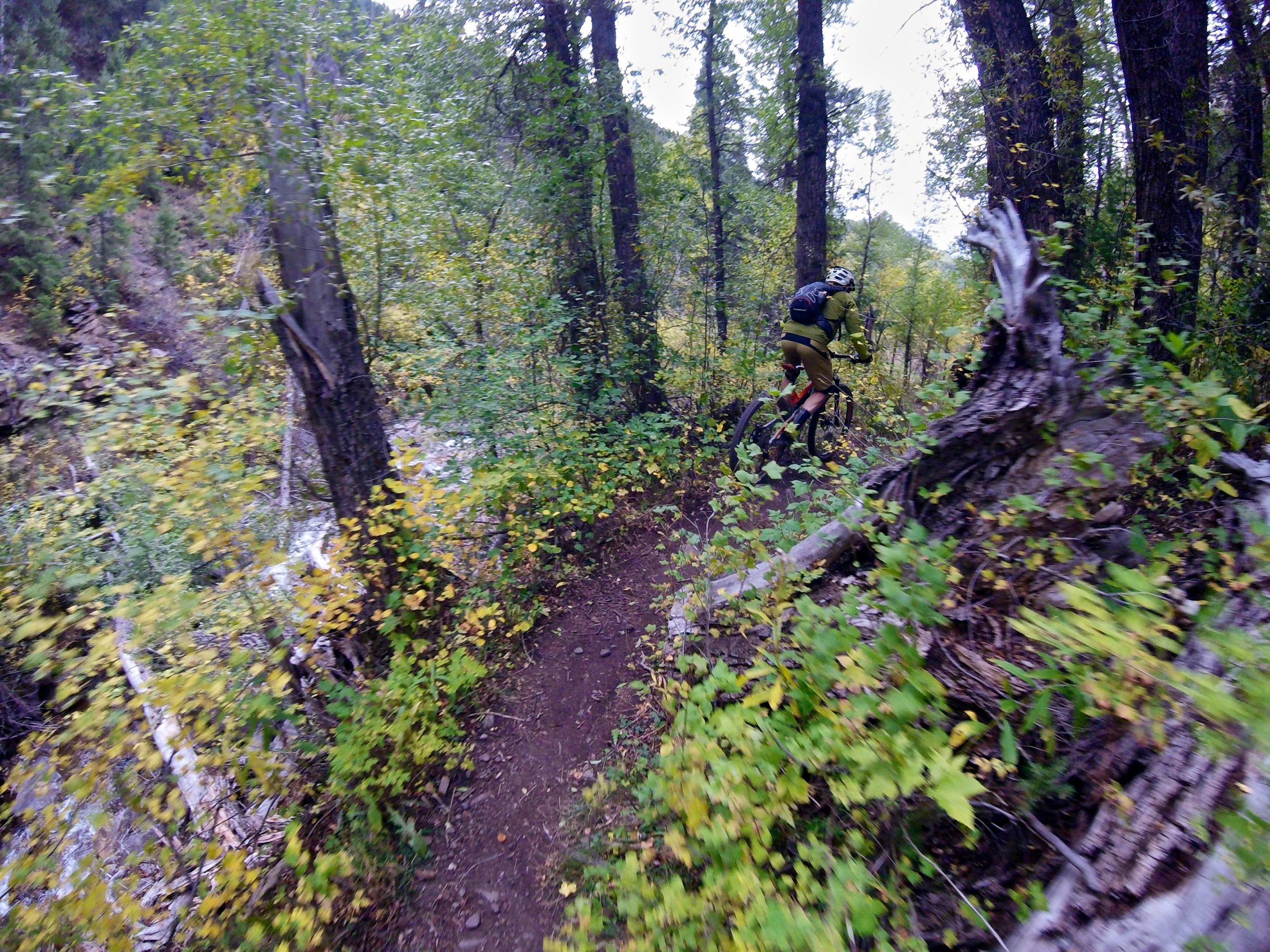 A person riding a mountain bike along a narrow dirt trail surrounded by dense green foliage and trees in a forest setting. The scene captures the motion and adventure of biking in nature, with vibrant leaves and textures of the forest floor visible. Two Elk via Vail Pass mountain bike trail.