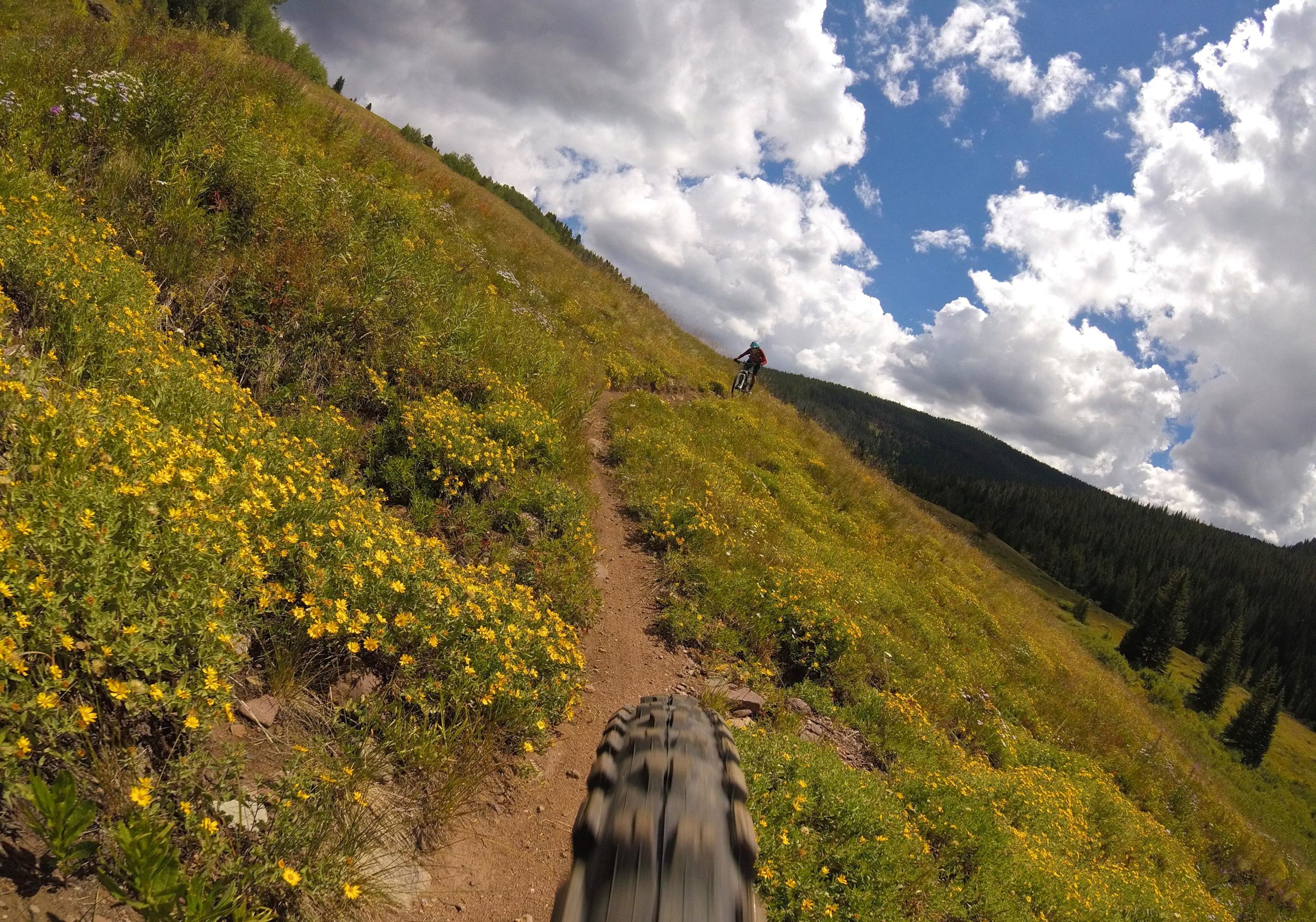 Mountain biker riding along a narrow dirt trail surrounded by vibrant yellow wildflowers, under a partly cloudy sky with distant mountains in the background. Two Elk via Vail Pass mountain bike trail.