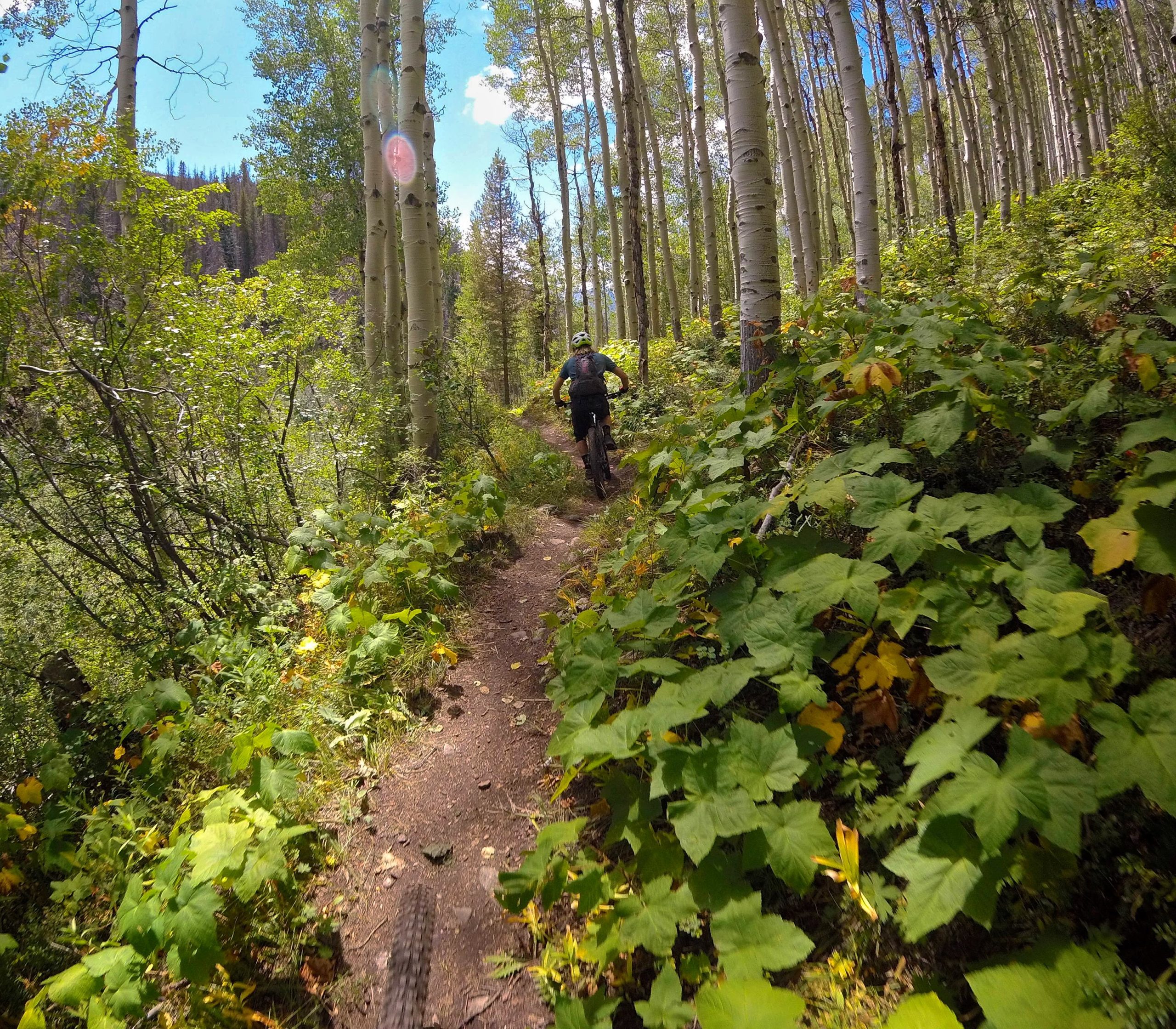 A mountain biker riding along a narrow path in a lush forest, surrounded by tall trees and vibrant greenery. The scene captures a sunny day with blue skies peeking through the leaves, creating a serene outdoor atmosphere. Two Elk via Vail Pass mountain bike trail.