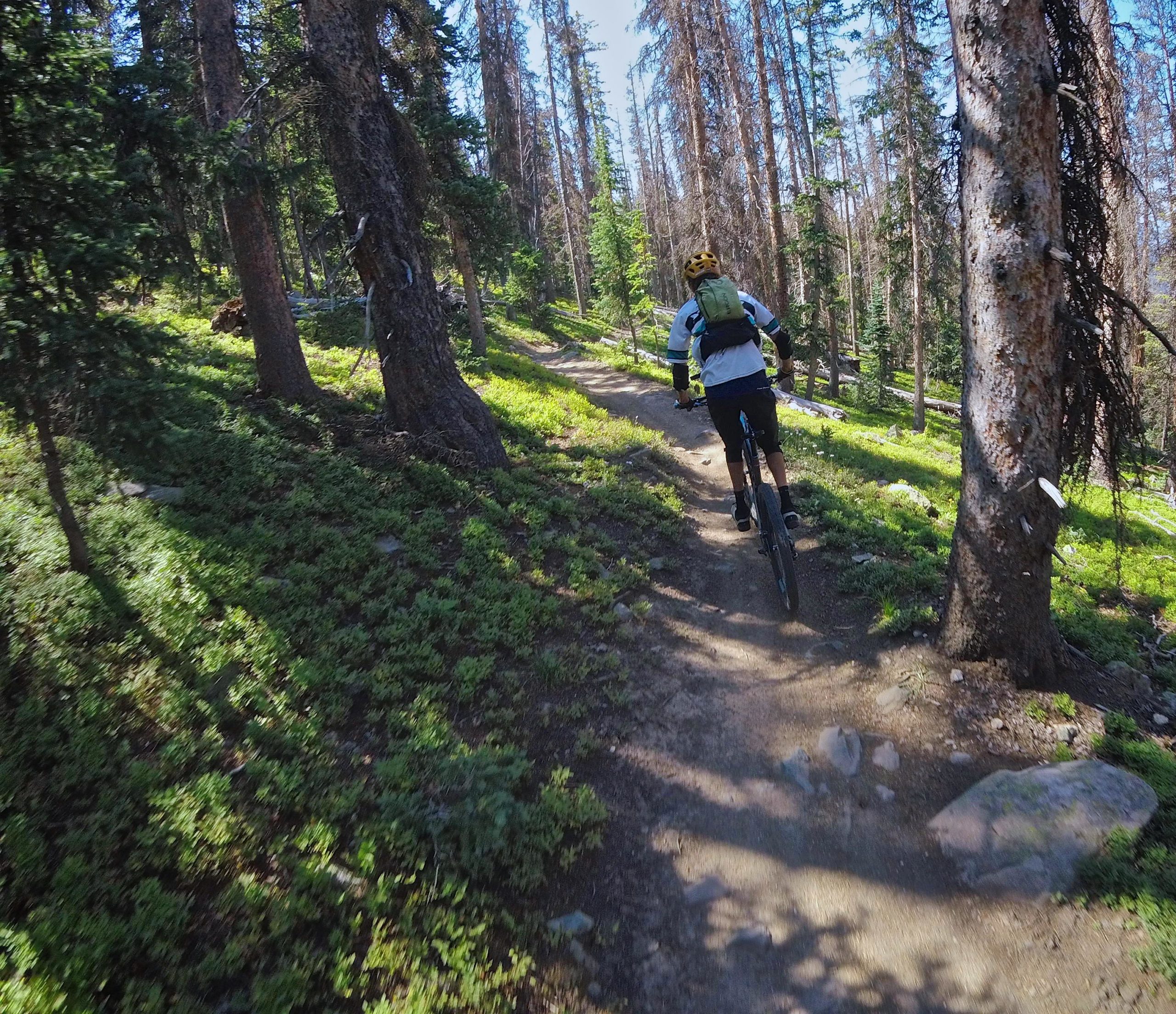 A mountain biker riding along a dirt trail through a dense forest, surrounded by tall trees and lush greenery. The scene captures the natural beauty of the outdoors, with the sunlight filtering through the branches. Monarch Crest Trail mountain bike trail.