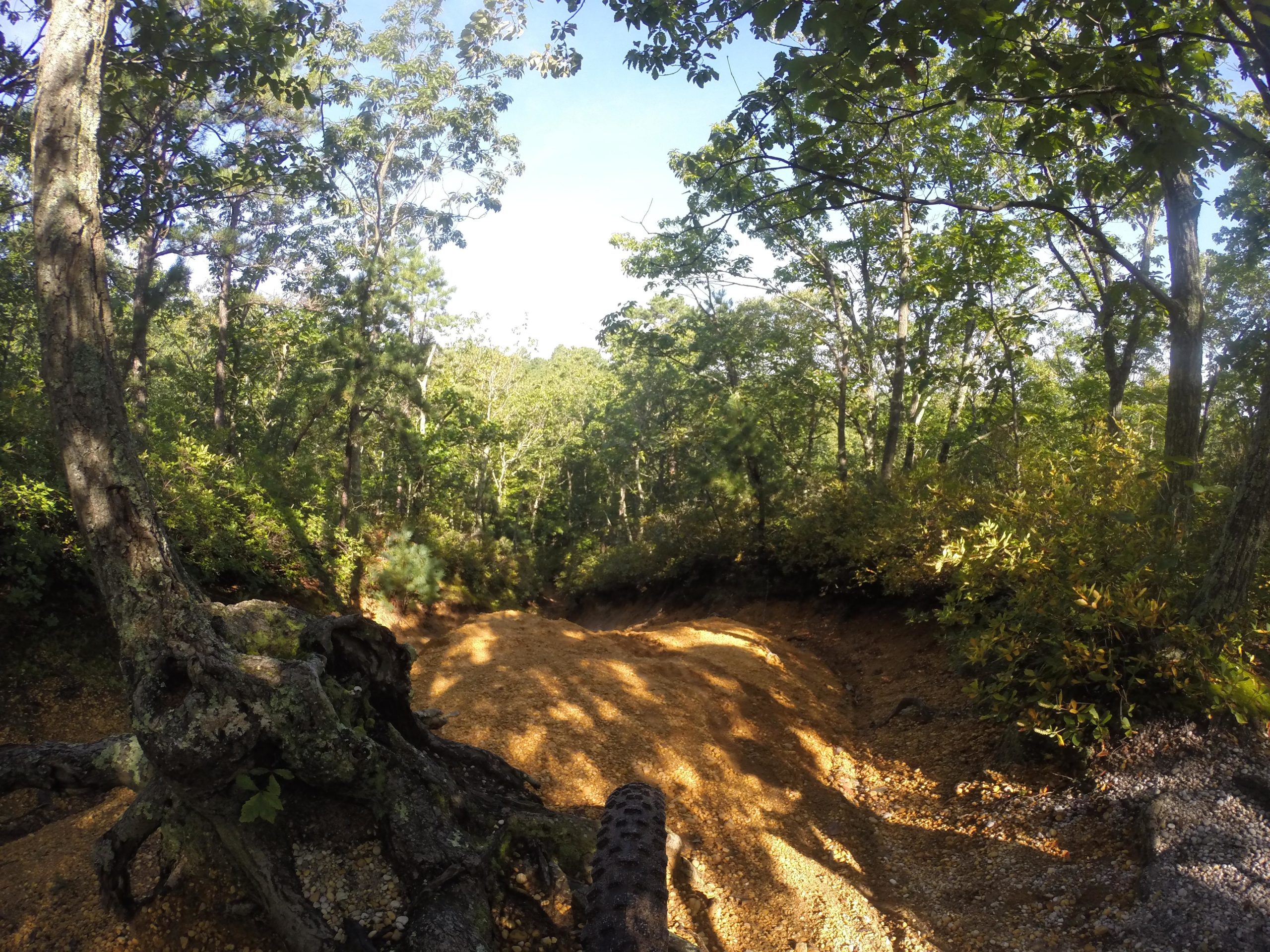 A winding dirt path through a lush green forest, surrounded by trees and sunlight filtering through the leaves, creating a serene and peaceful outdoor scene. Allaire State Park mountain bike trail.