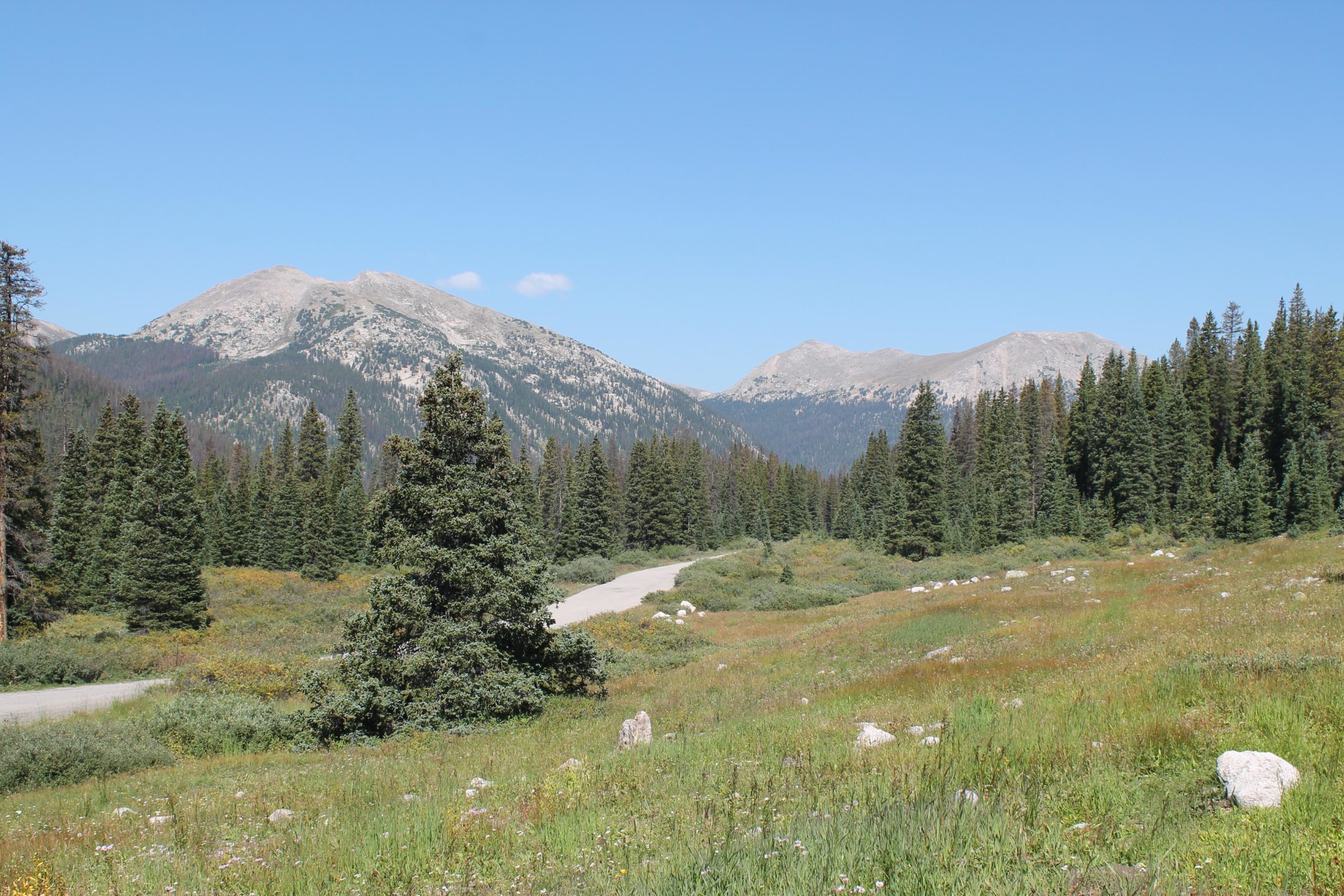 A scenic view of mountains in the background surrounded by a lush green meadow, featuring evergreen trees and a winding dirt road. The clear blue sky adds to the serene landscape. Hancock Road mountain bike trail.