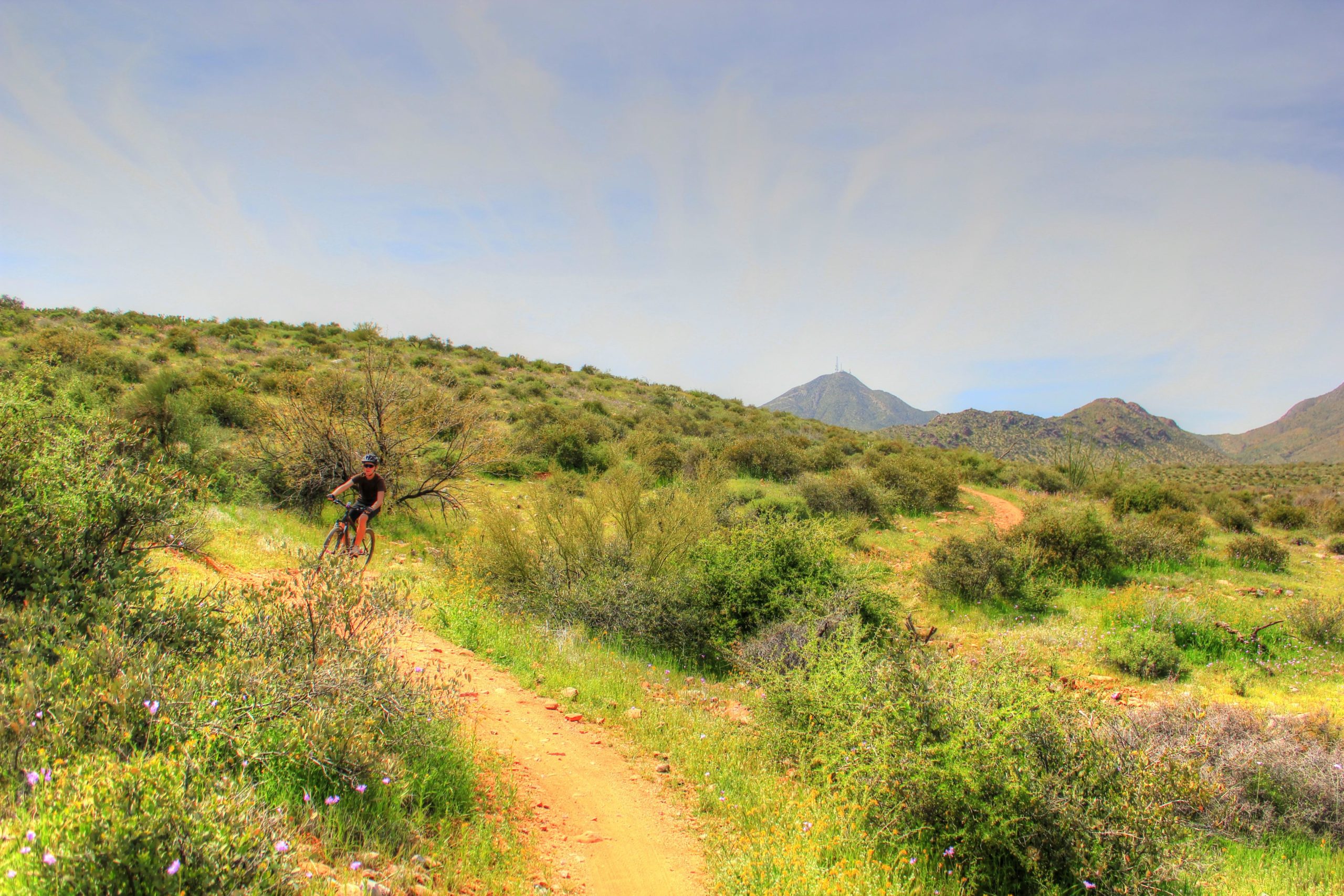 A mountain biker rides along a dirt trail surrounded by lush greenery and rolling hills, with a distant mountainous landscape under a clear blue sky. Wildflowers are visible along the trail. Coachwhip Trail Loop mountain bike trail.
