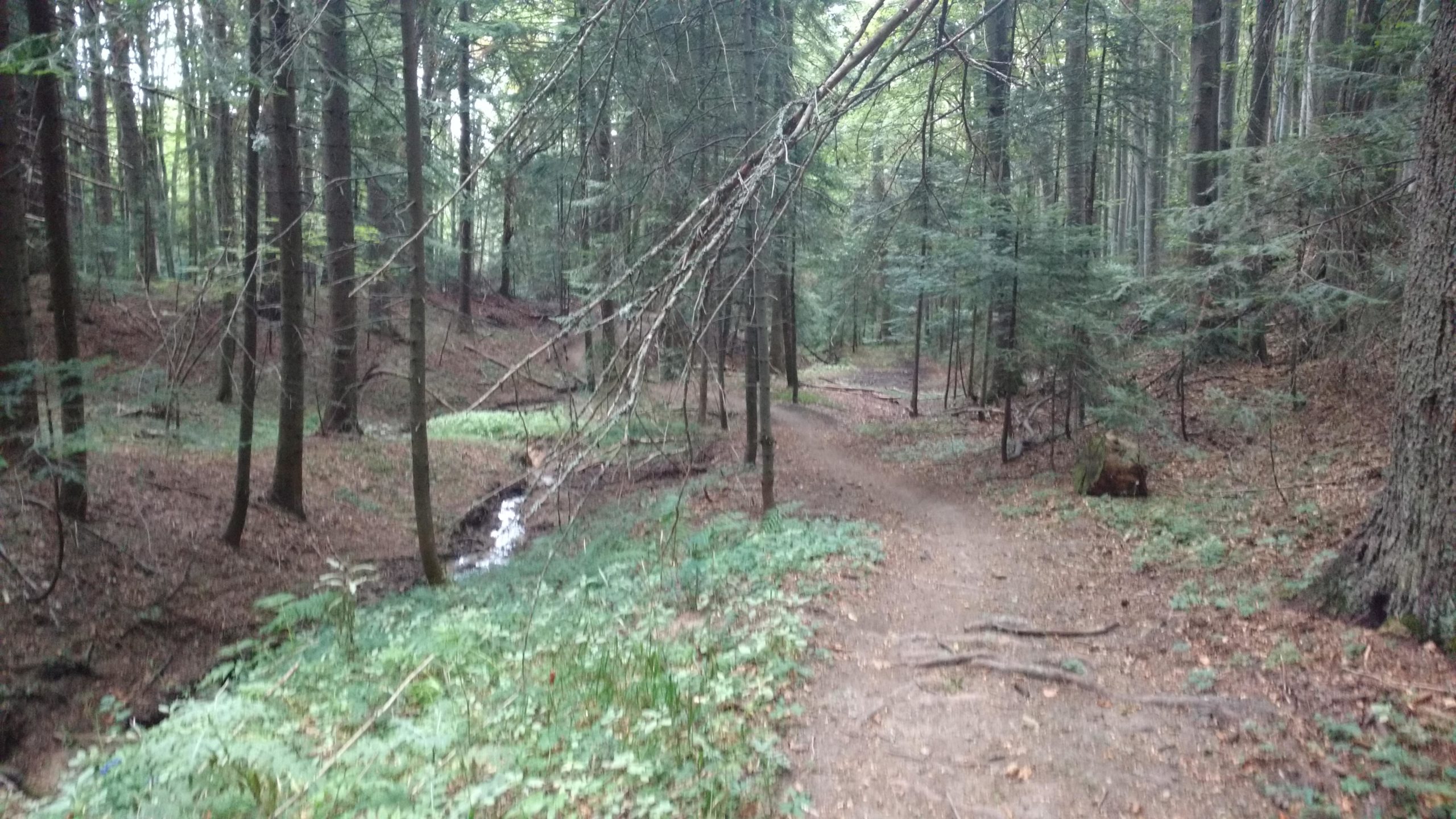 A peaceful forest scene featuring a narrow dirt path winding through tall trees. The forest floor is covered with fallen leaves and patches of green vegetation, while a small stream can be seen flowing on the left side of the path. The atmosphere is serene and natural, inviting exploration. All mountain (7) mountain bike trail.
