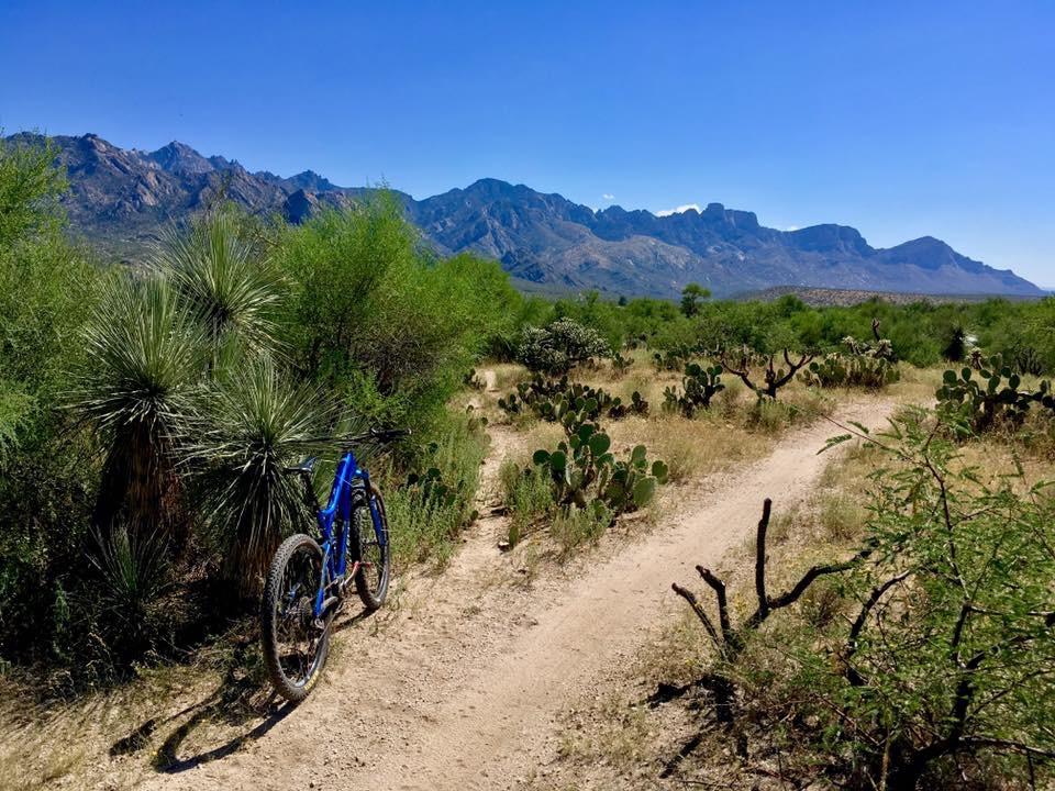 A blue mountain bike rests beside a dirt trail surrounded by desert vegetation, including cacti and shrubs, with a backdrop of rugged mountains under a clear blue sky. 50-year Trail / Golder Ranch mountain bike trail.