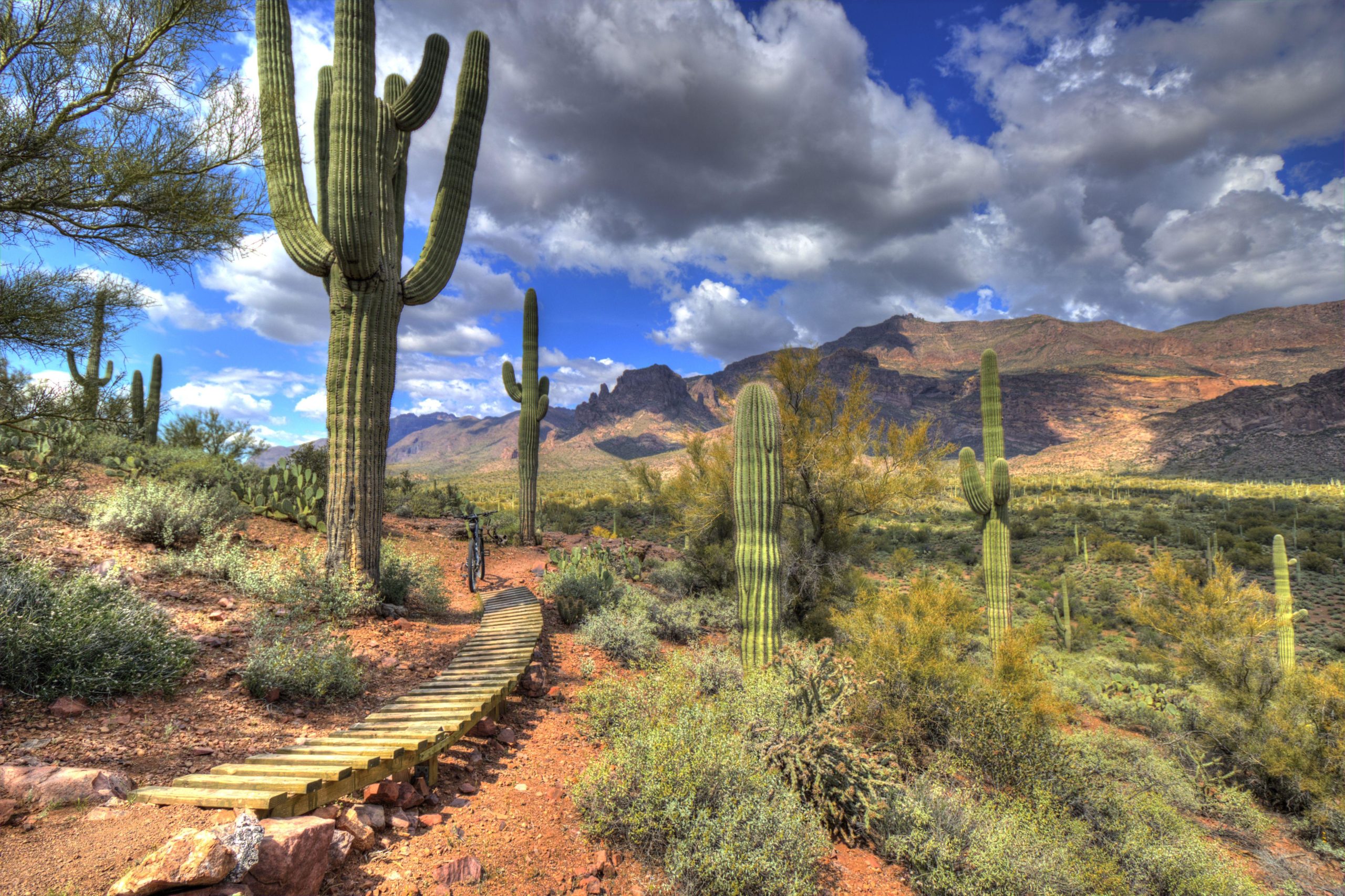 A scenic desert landscape featuring tall saguaro cacti against a backdrop of rocky mountains and a cloudy blue sky. A wooden pathway winds through the arid terrain, surrounded by green shrubs and smaller cacti, creating a picturesque natural setting. Holy Hill And Gila Monster mountain bike trail.