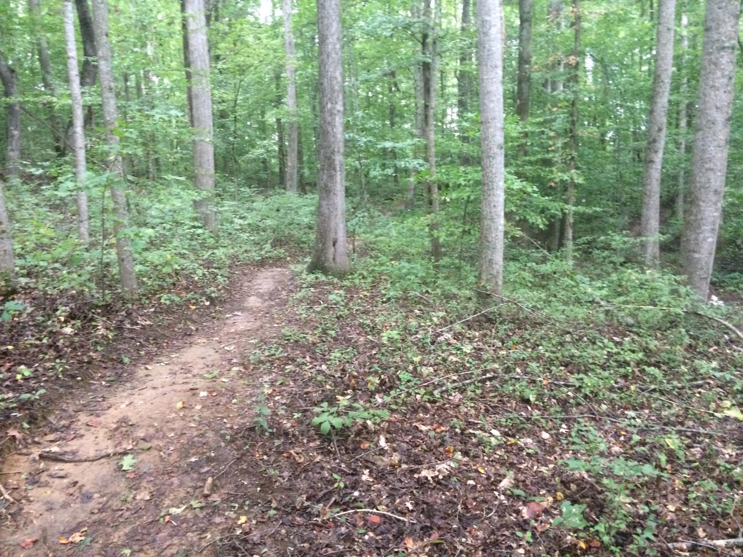 A narrow dirt trail winding through a lush green forest, surrounded by tall trees and dense underbrush. The ground is covered with leaves and small plants, creating a natural and tranquil outdoor setting. Cane Creek mountain bike trail.