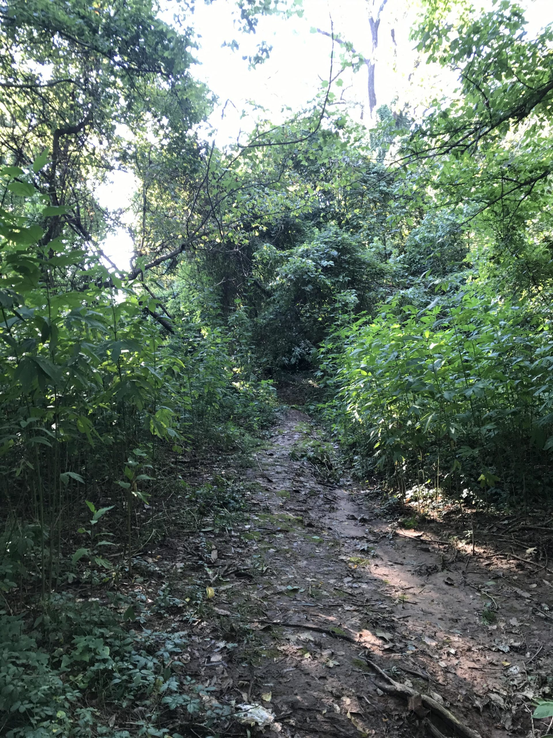 A narrow, dirt path winding through a lush green forest, surrounded by dense foliage and sunlight filtering through tree branches. The trail is slightly muddy with scattered leaves and small plants along the sides, suggesting a tranquil natural setting. Stoner Park mountain bike trail.