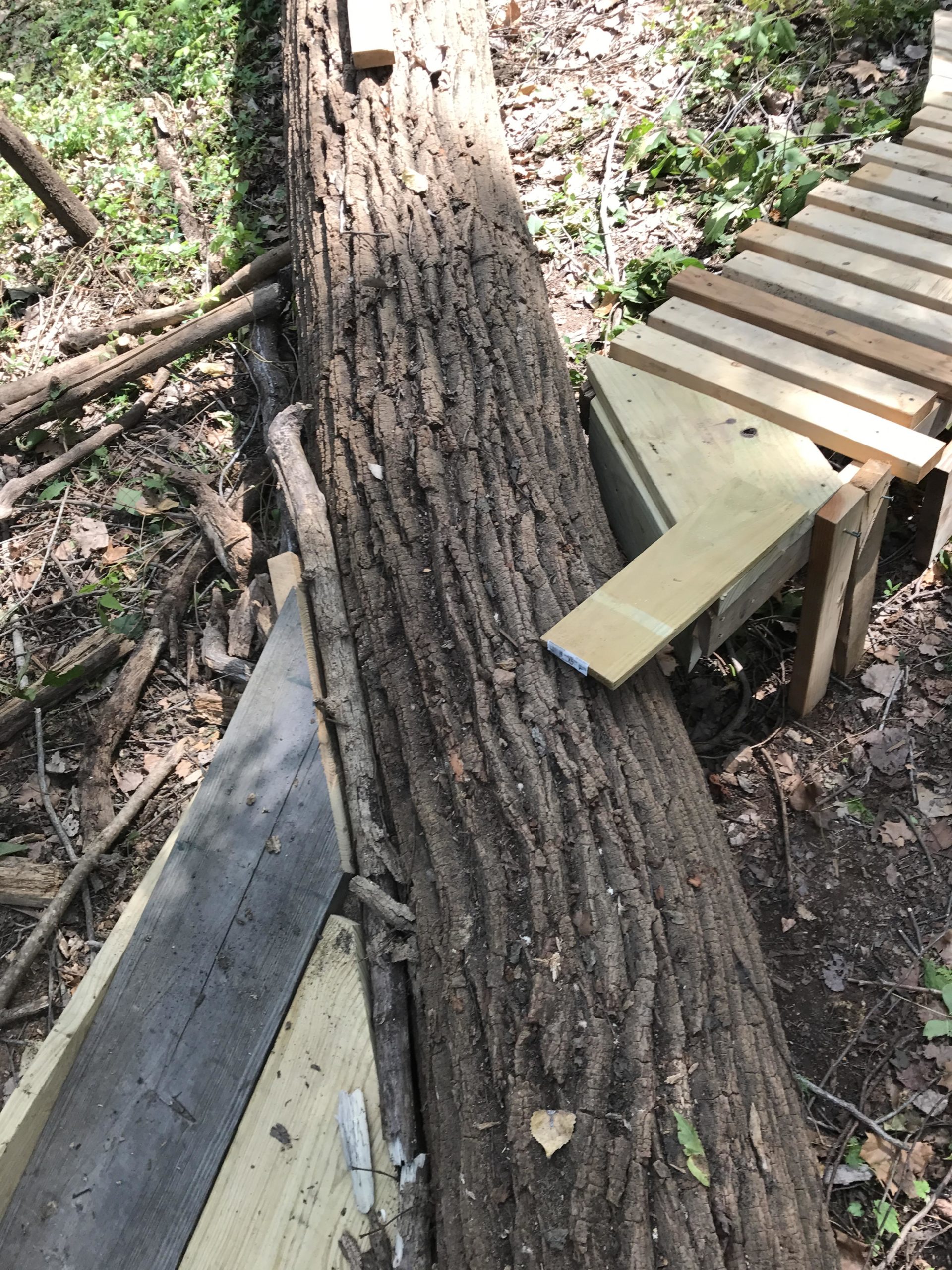 A large, textured tree trunk lies across a forest floor, partially covered with fallen leaves and small branches. A wooden structure made of planks is visible, connecting the trunk to the ground, suggesting a makeshift path or bridge in a natural setting. Sunlight filters through the trees, creating dappled shadows on the ground. Stoner Park mountain bike trail.
