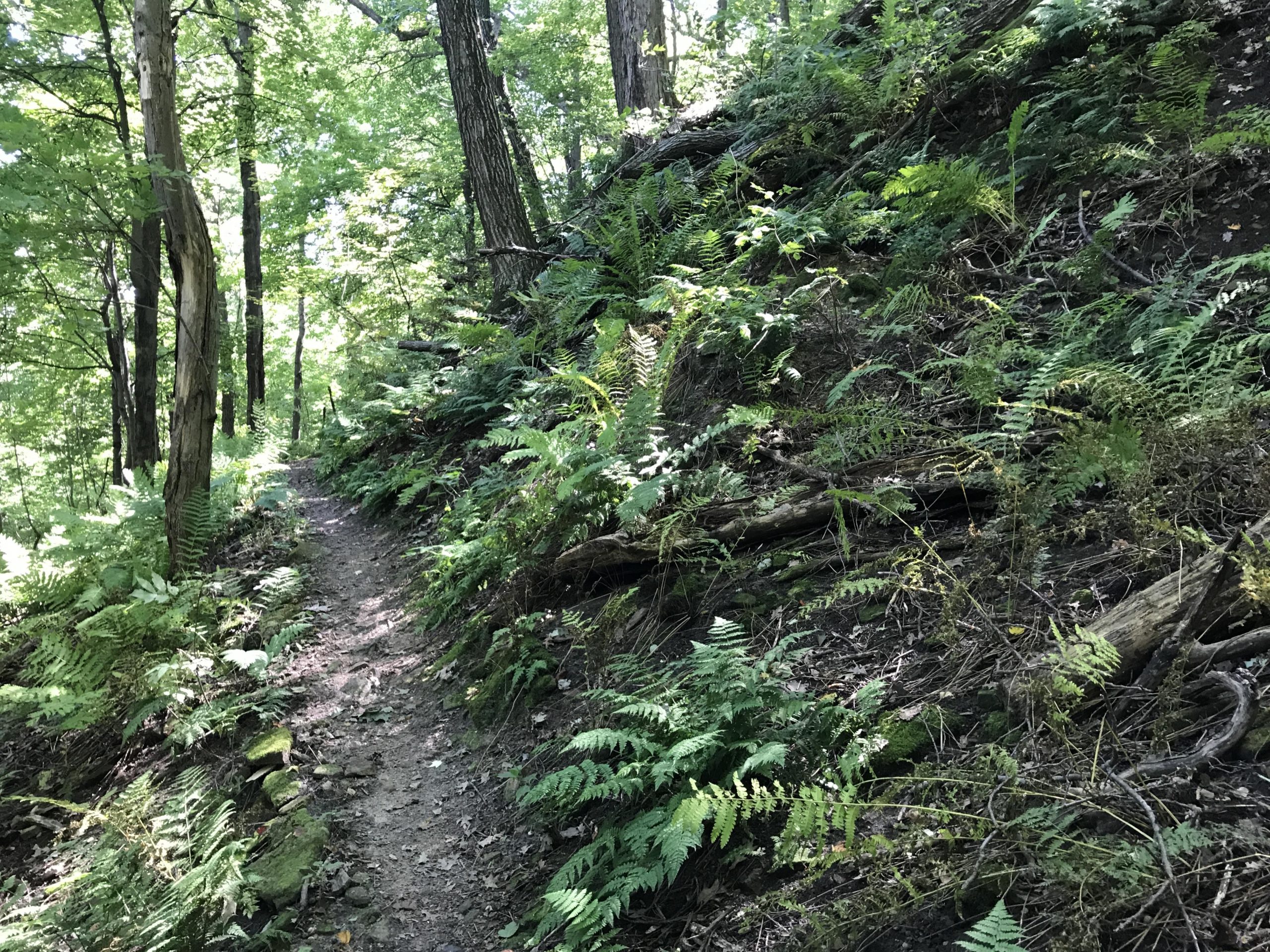 A narrow, winding dirt path through a lush green forest, surrounded by tall trees and dense ferns. Sunlight filters through the canopy, creating dappled light on the ground. Northwest Park mountain bike trail.