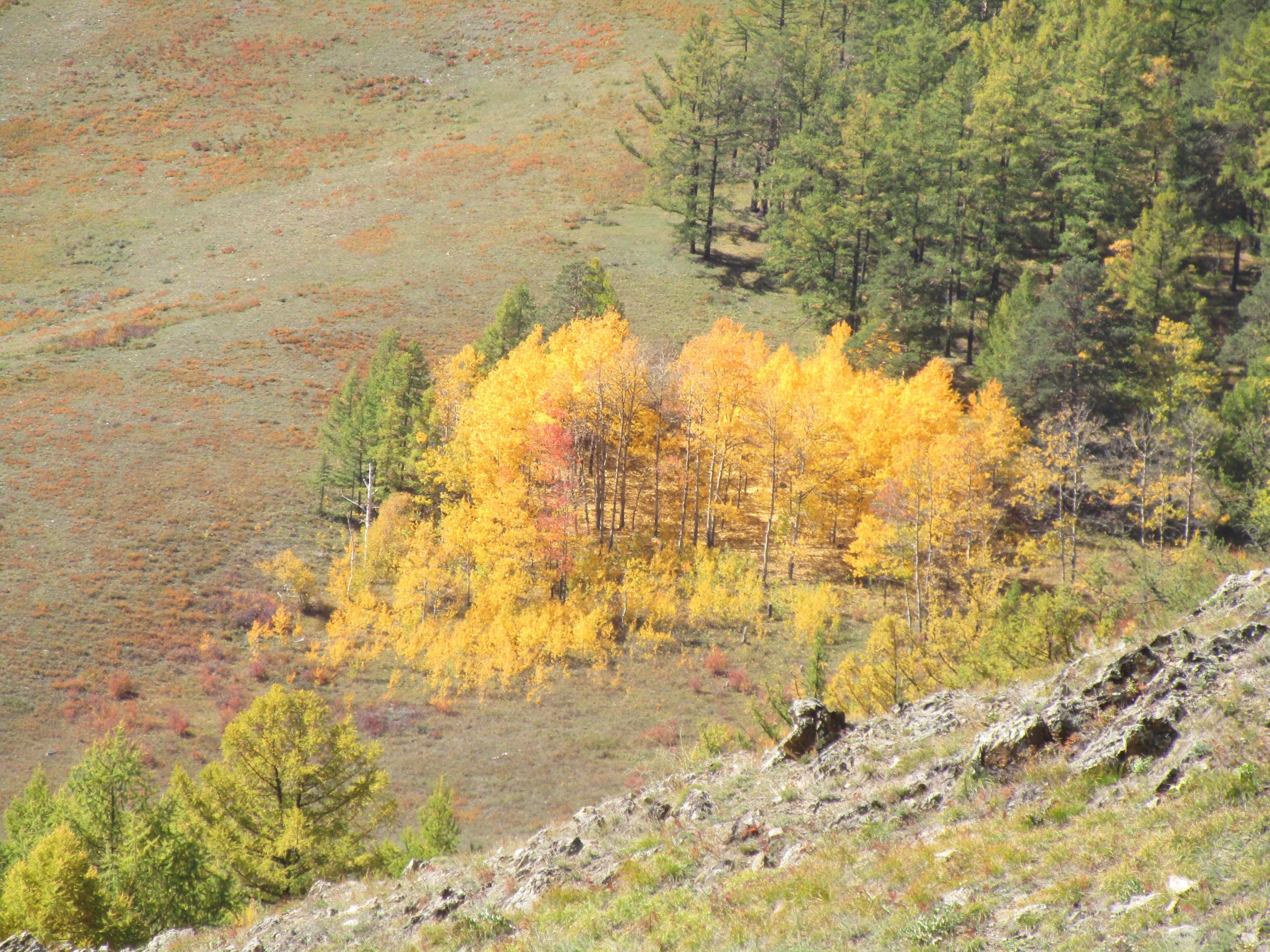 A vibrant patch of golden autumn trees surrounded by green coniferous forests on a hillside, with colorful foliage in the background, capturing the beauty of a mountain landscape during fall. Chengeltei Mountain North mountain bike trail.